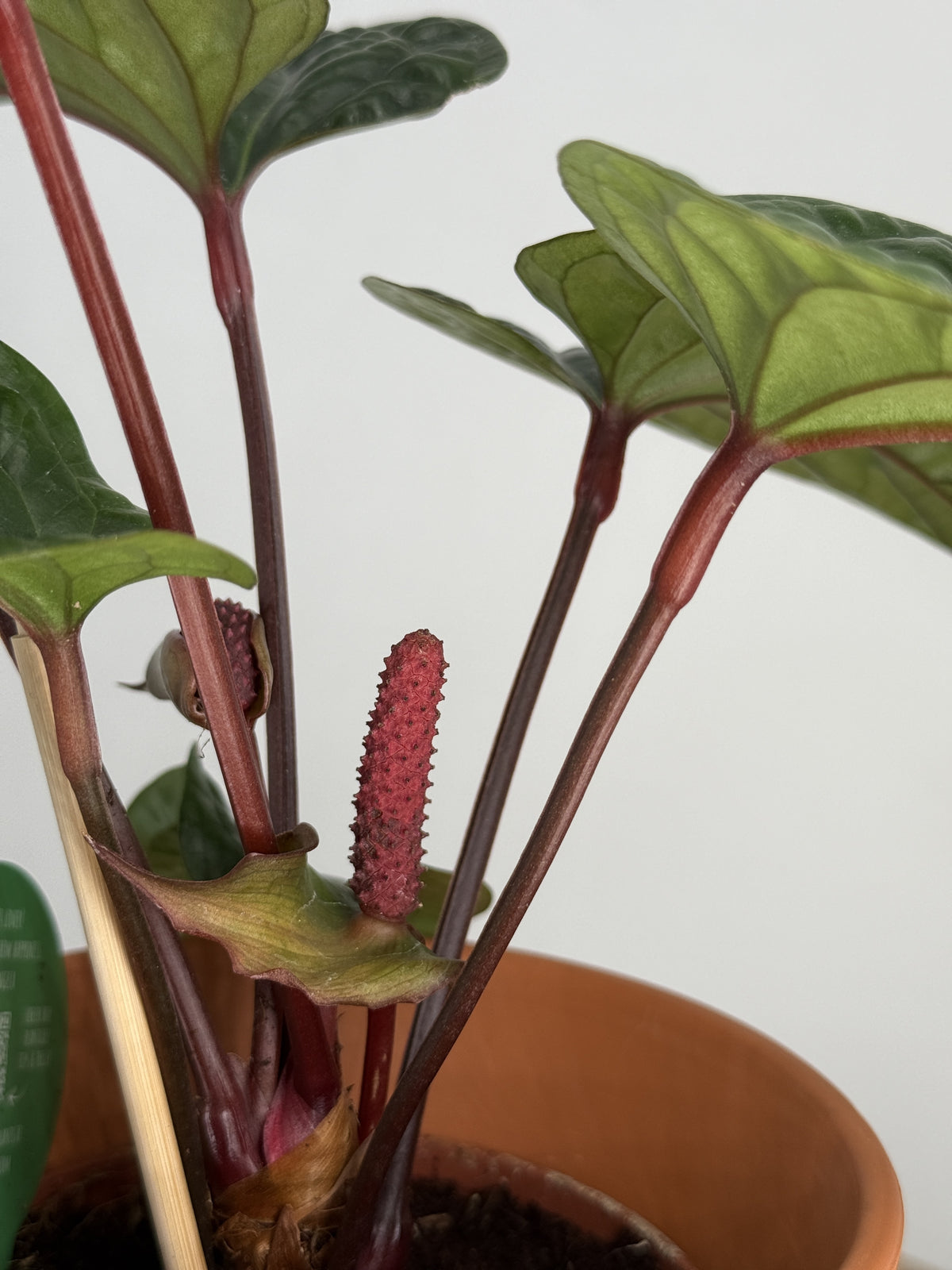 ANTHURIUM RADICANS X LUXURIANS M12