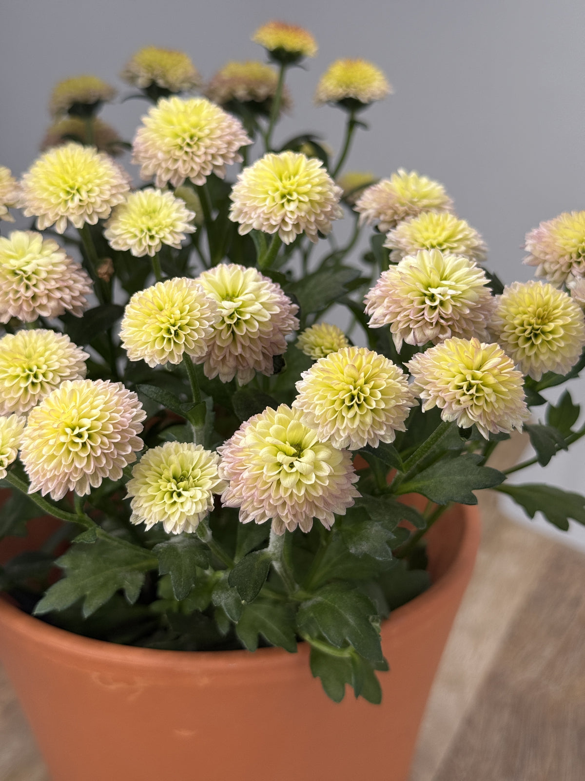 CHRYSANTEMUM IND JELLYFISH MEZCLADO M12