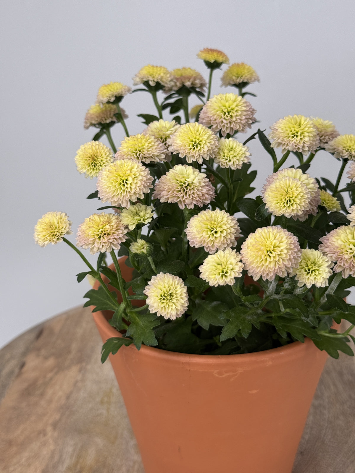 CHRYSANTEMUM IND JELLYFISH MEZCLADO M12