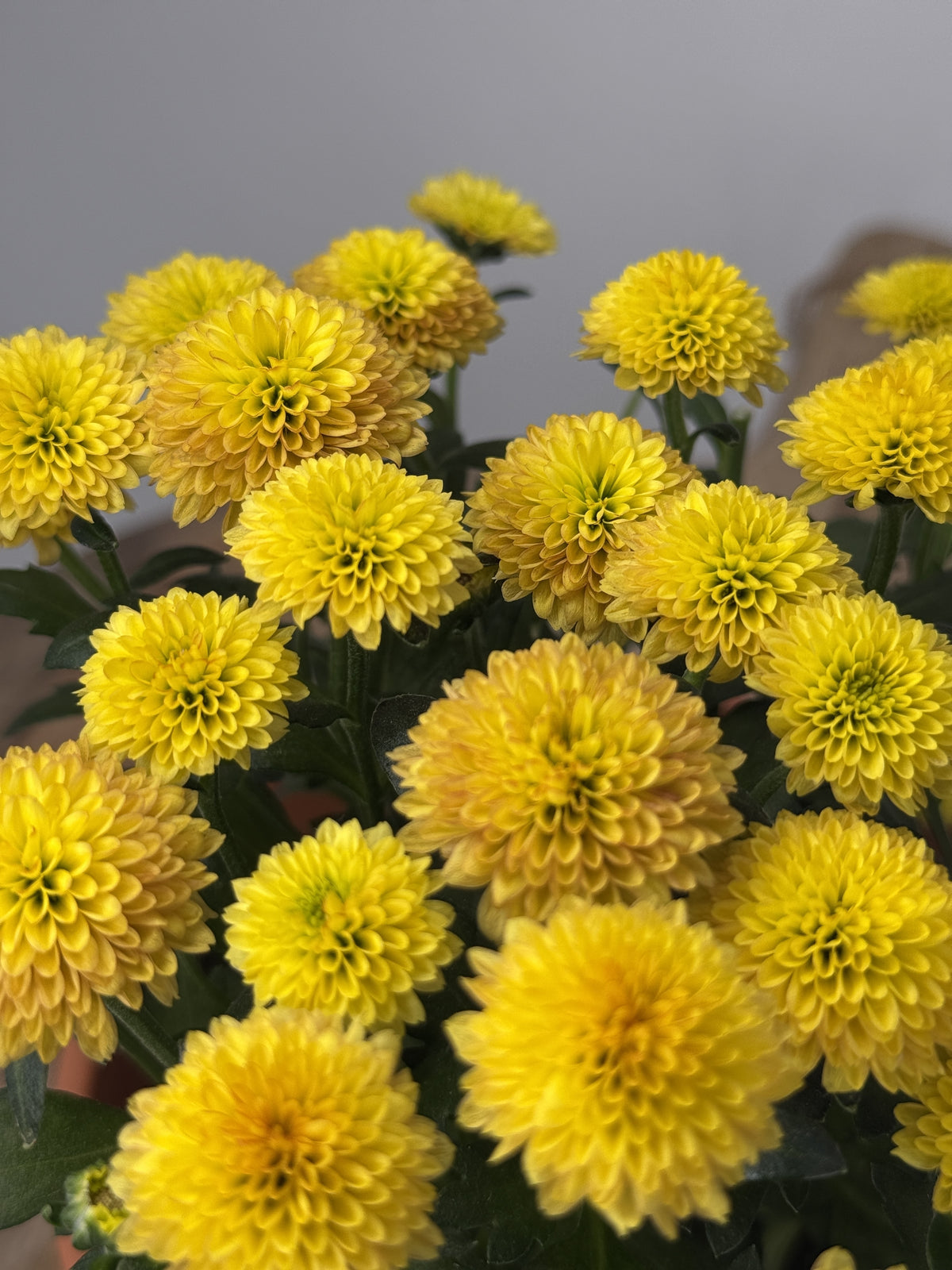CHRYSANTEMUM IND JELLYFISH MEZCLADO M12