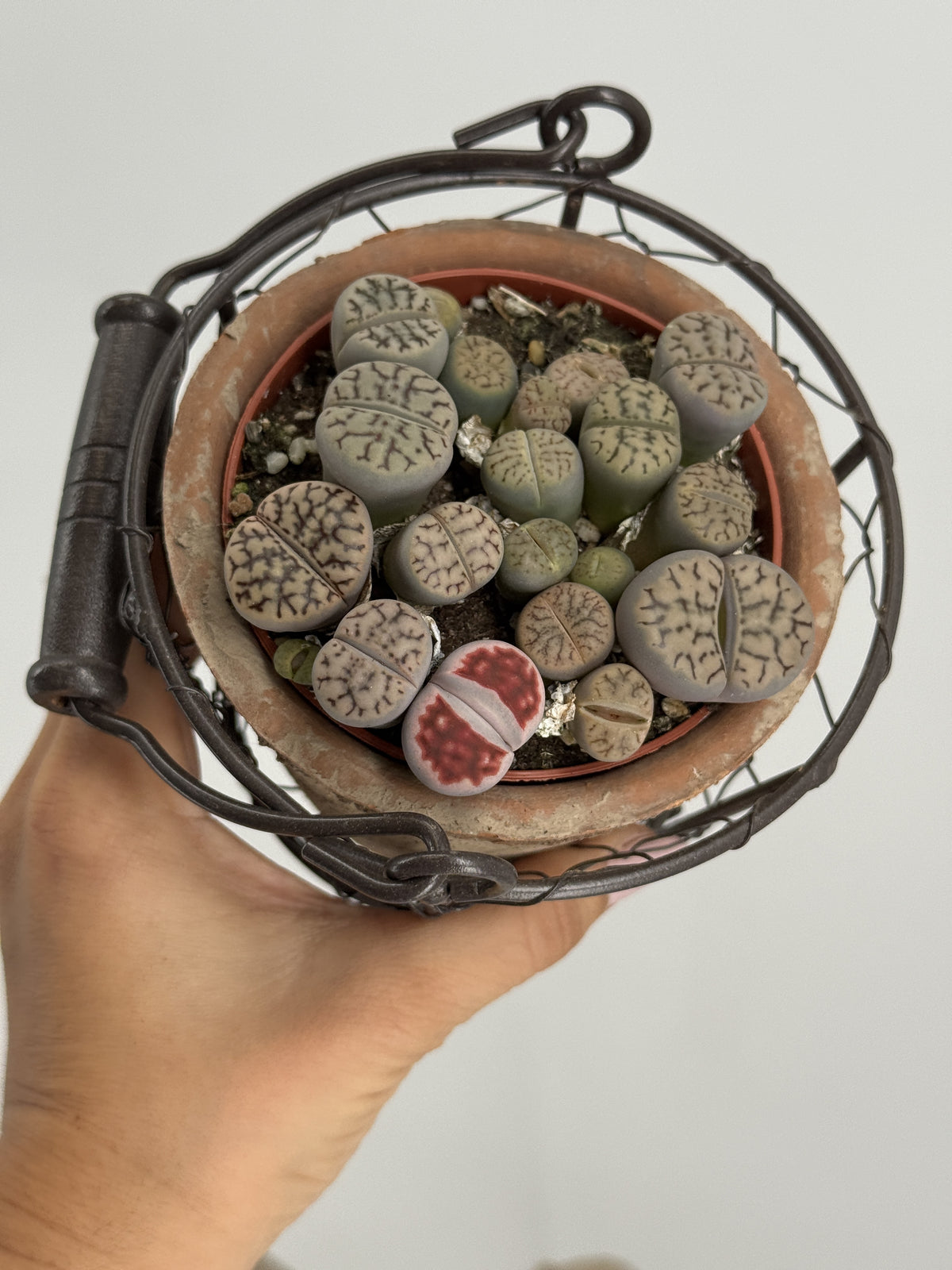 LITHOPS MIX M8,5