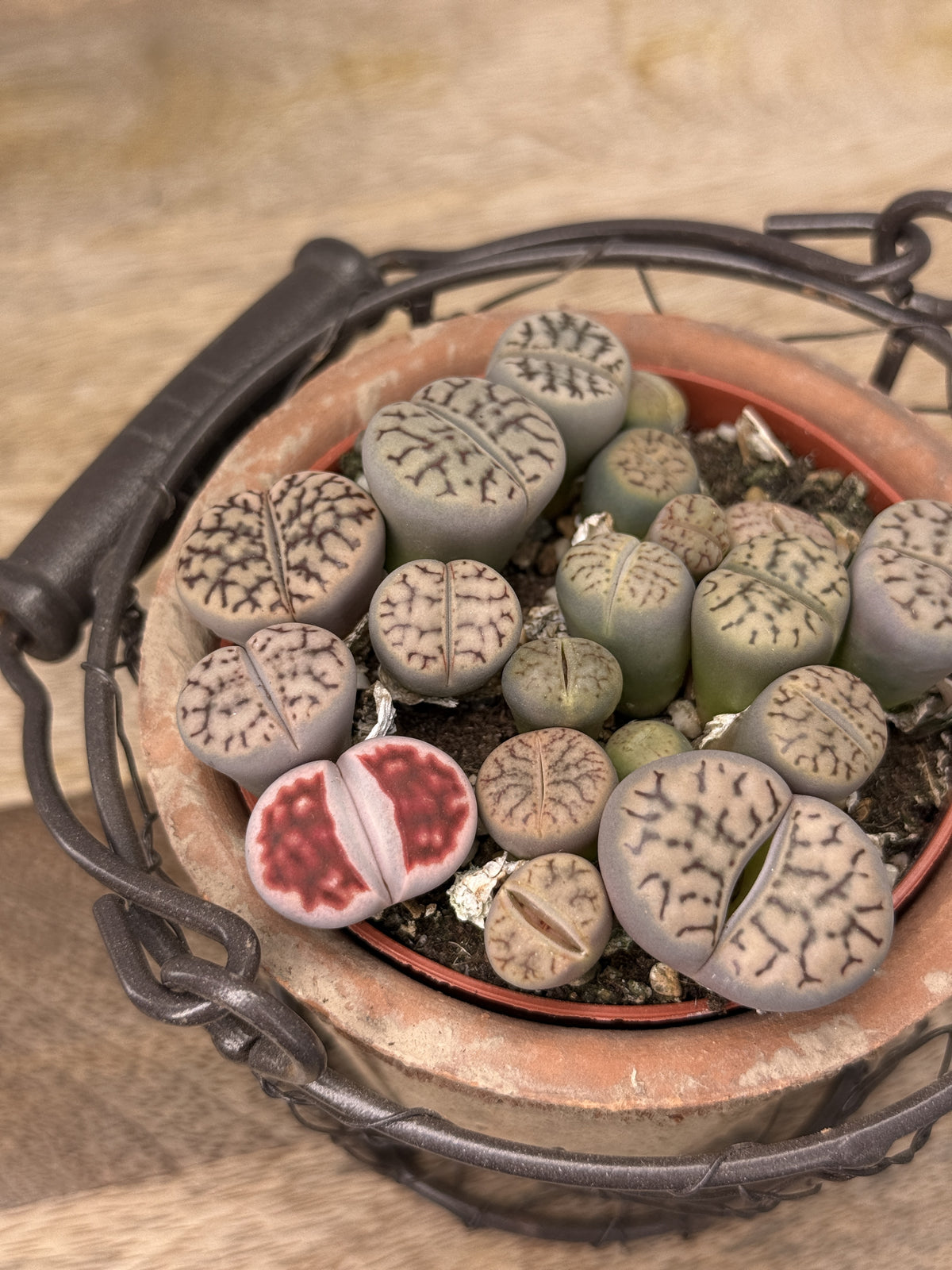 LITHOPS MIX M8,5