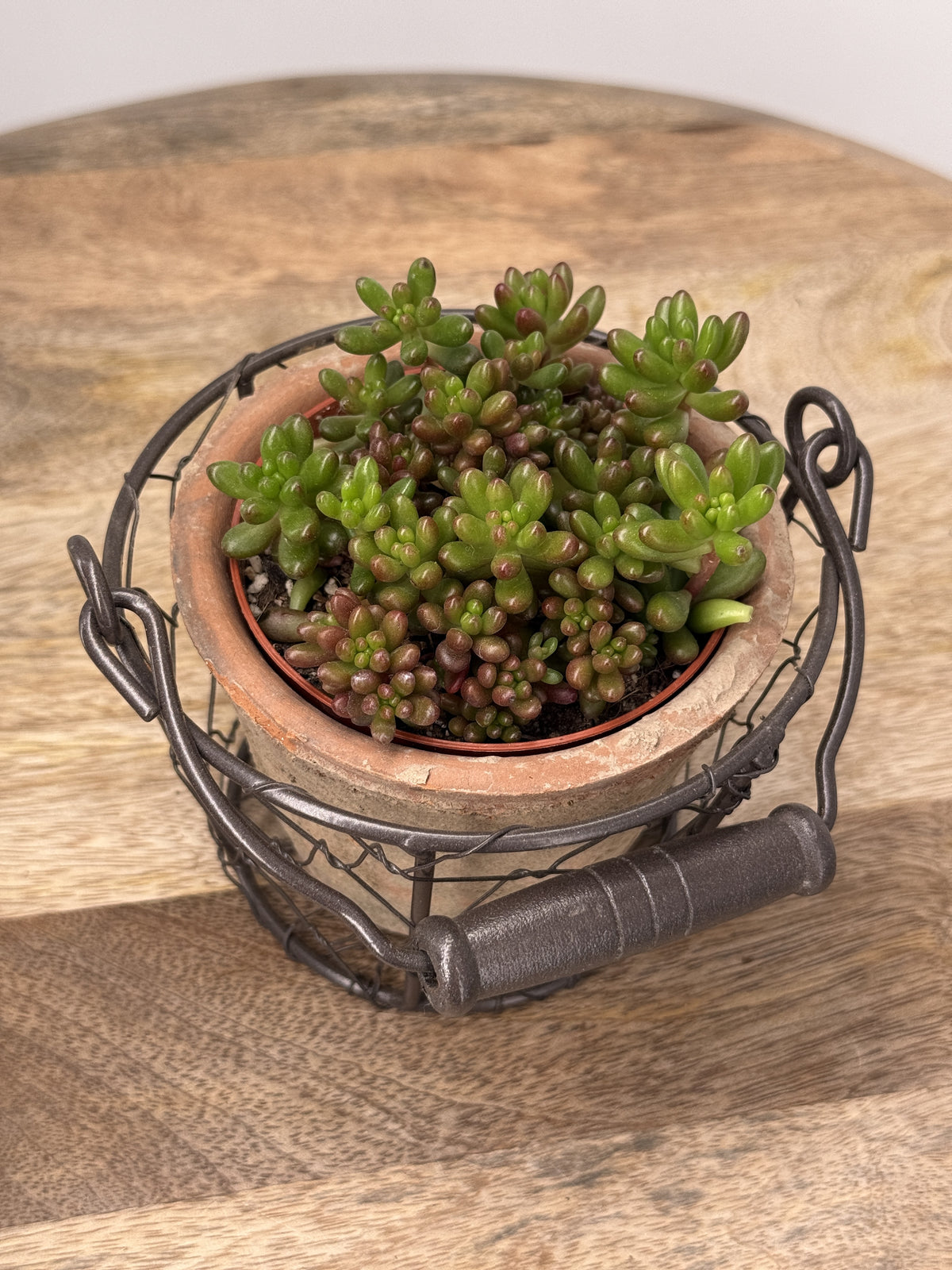 SEDUM MIX M8,5