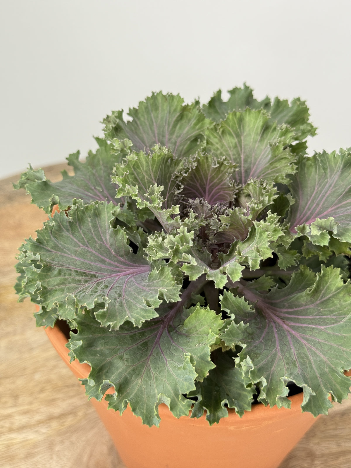 COL BRASSICA SURTIDA