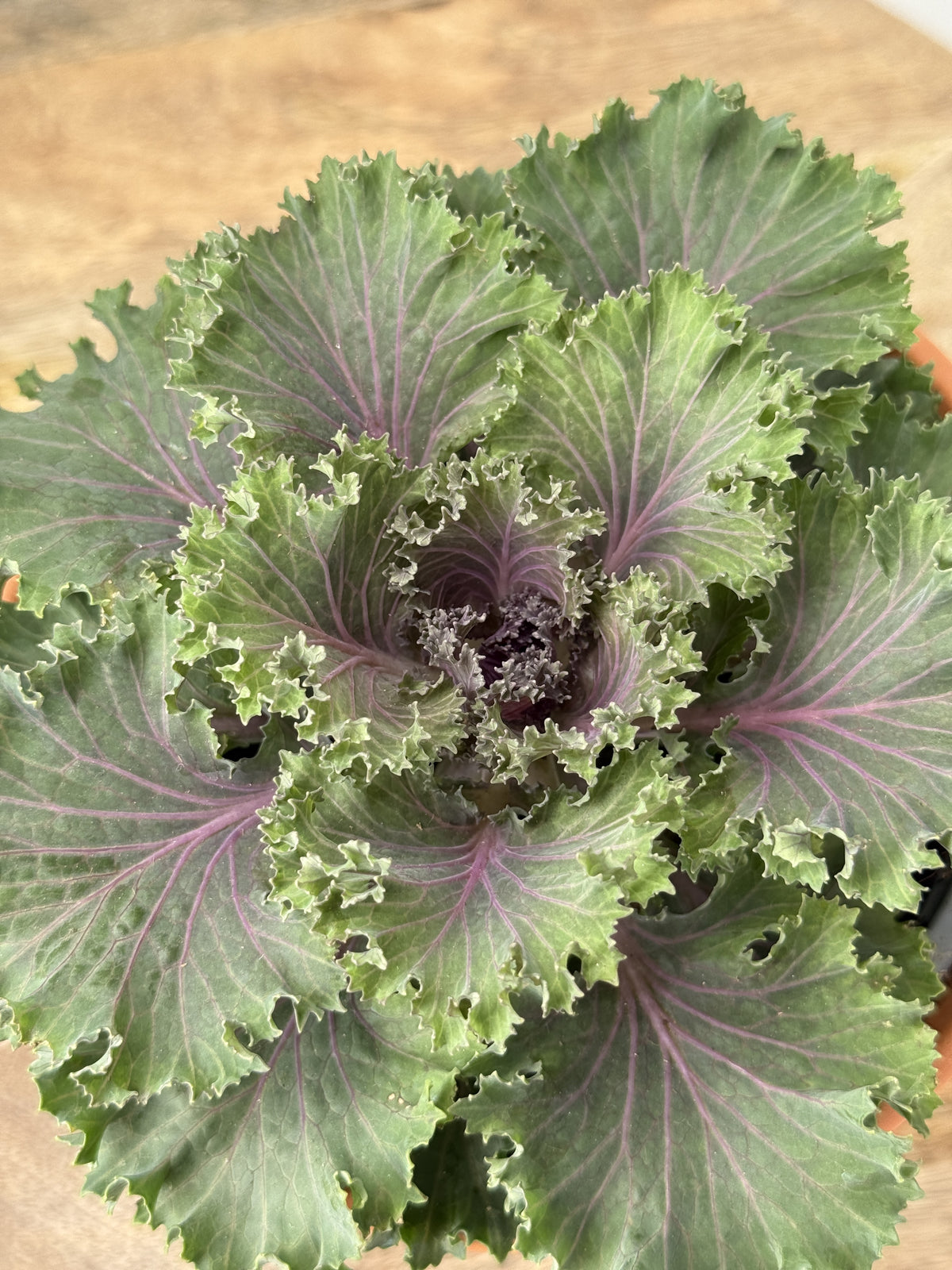 COL BRASSICA SURTIDA