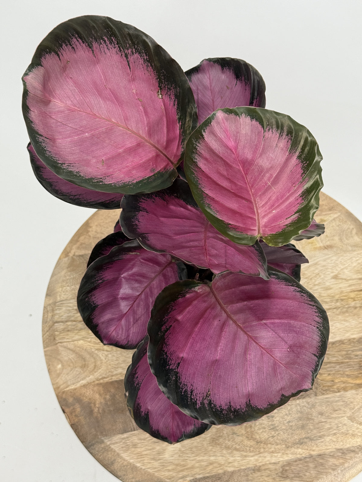 CALATHEA ROSEOPICTA CRIMSON