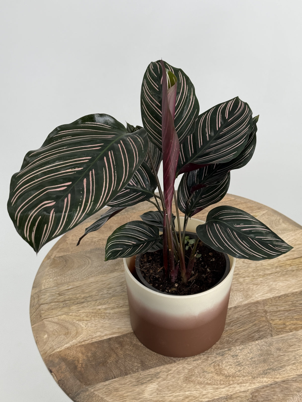 CALATHEA ORNATA M12