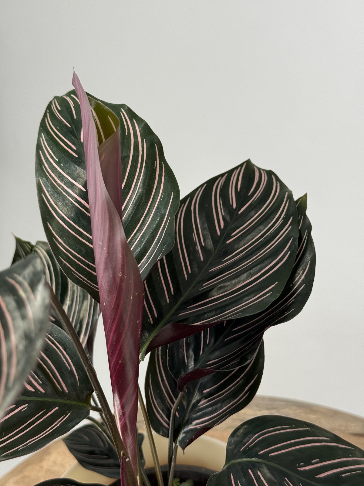 CALATHEA ORNATA M12