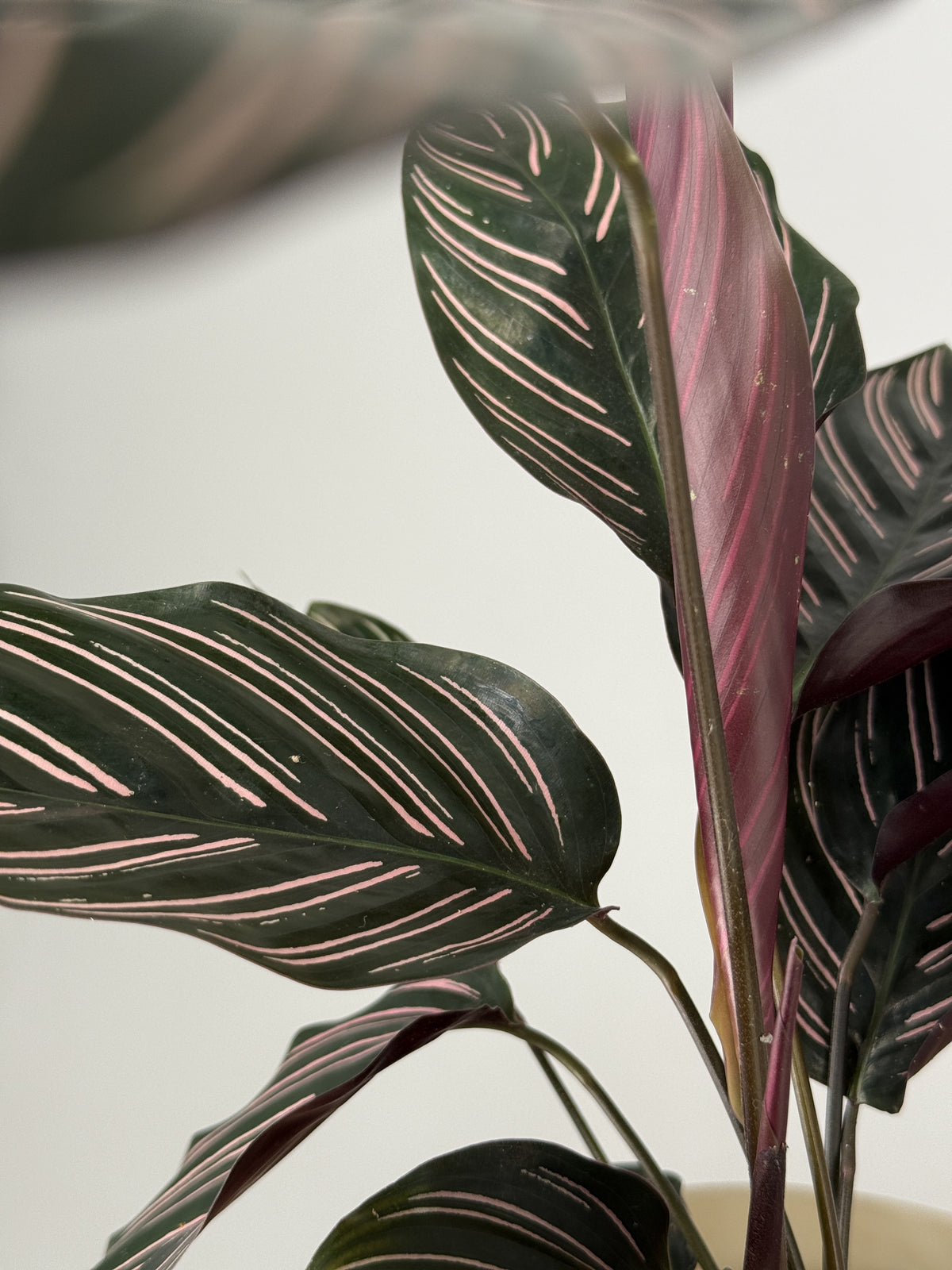 CALATHEA ORNATA M12