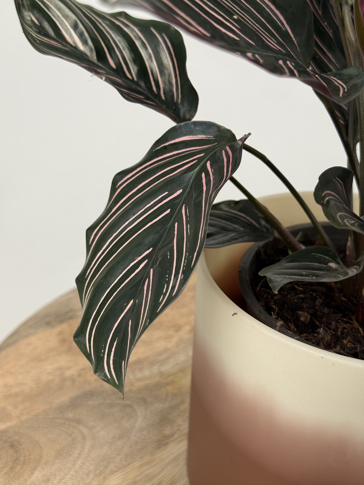 CALATHEA ORNATA M12