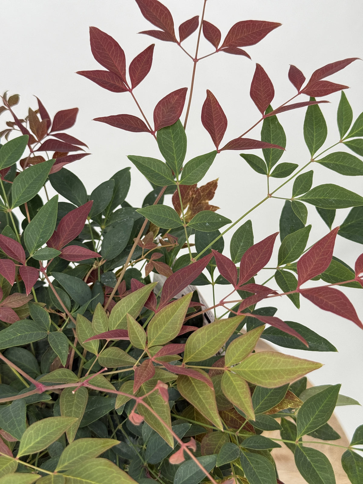 NANDINA DOM. OBESSED M15