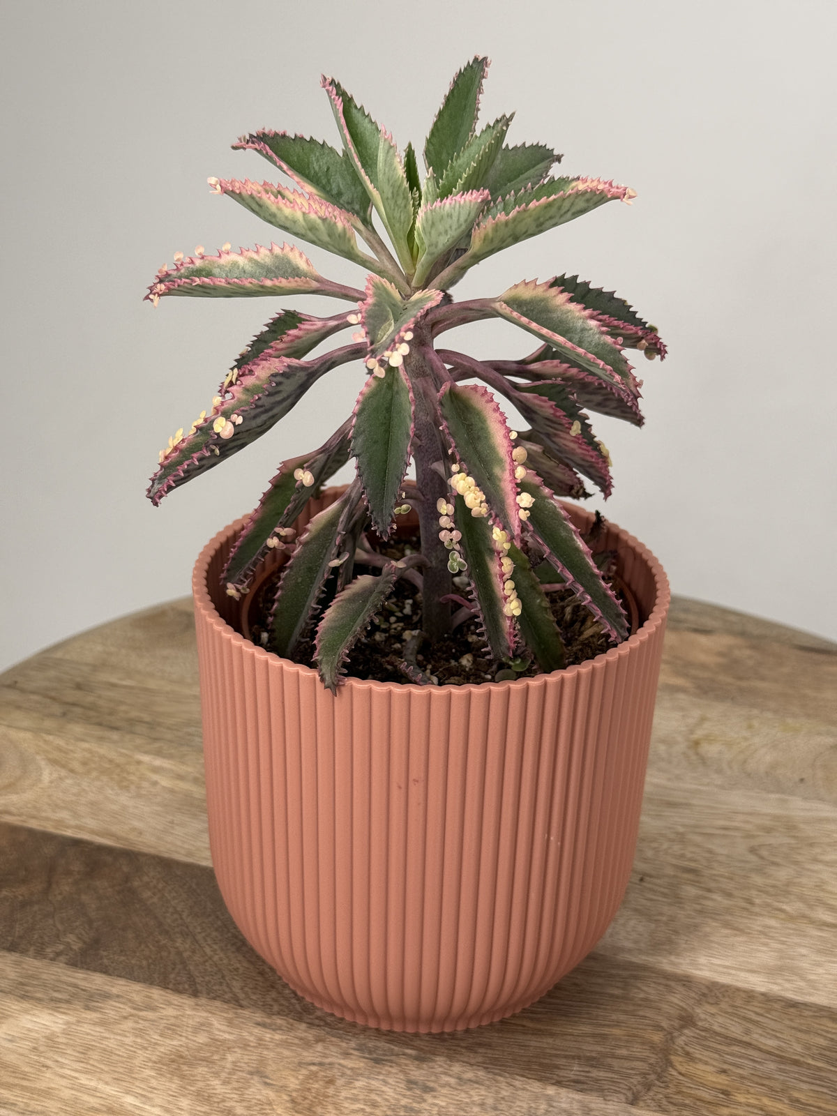 KALANCHOE ROSADO BUTTERFLY M12