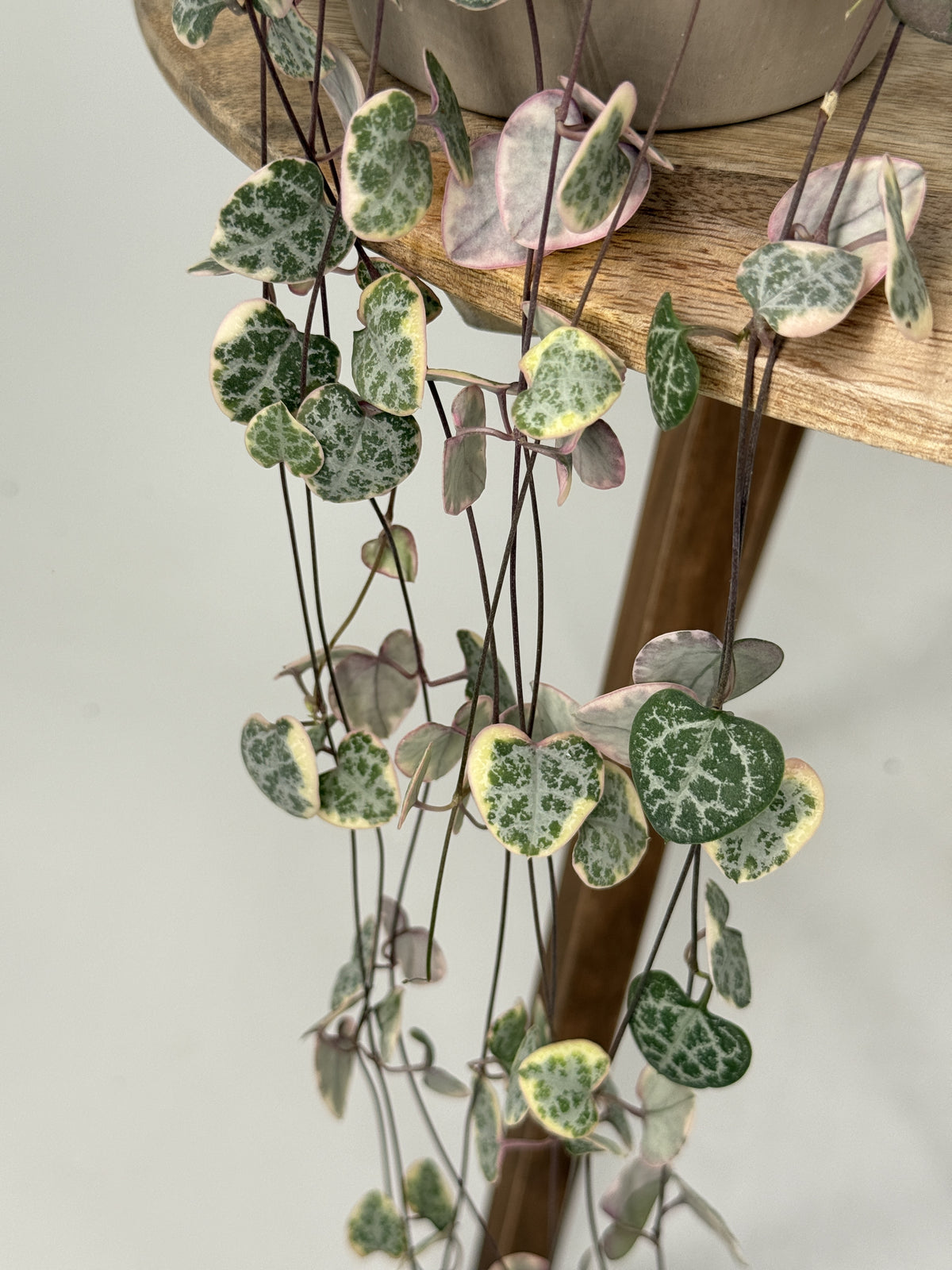 CEROPEGIA WOODII VARIEGATA HANGING