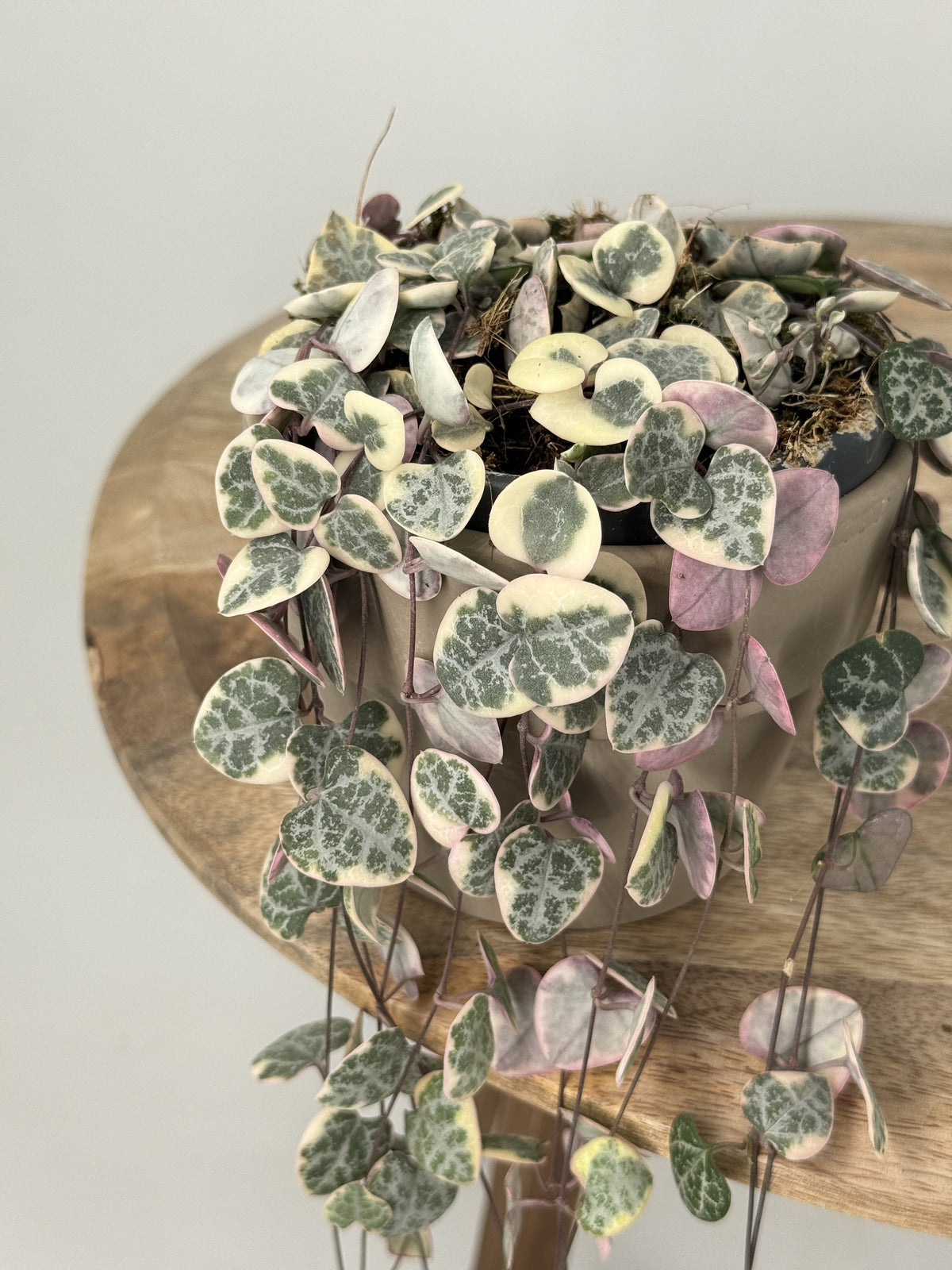 CEROPEGIA WOODII VARIEGATA HANGING