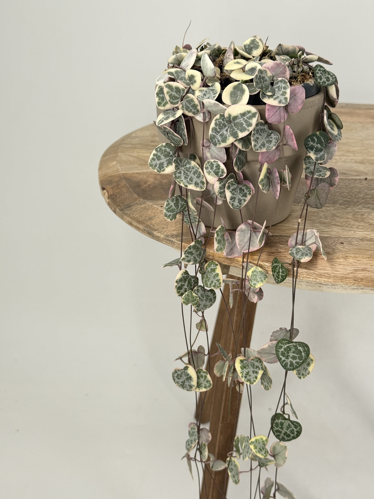 CEROPEGIA WOODII VARIEGATA HANGING