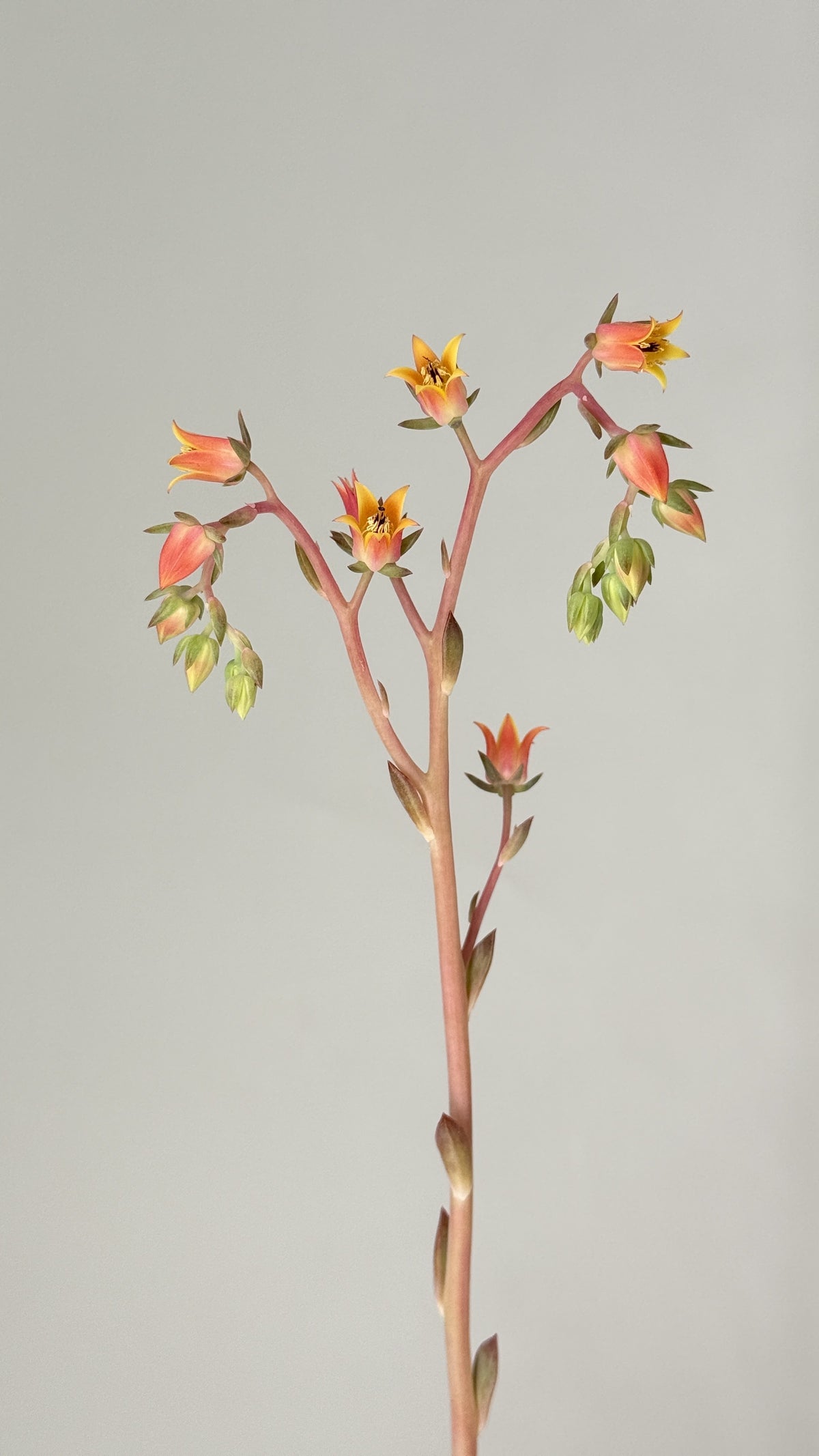 ECHEVERIA DOROTHY M13
