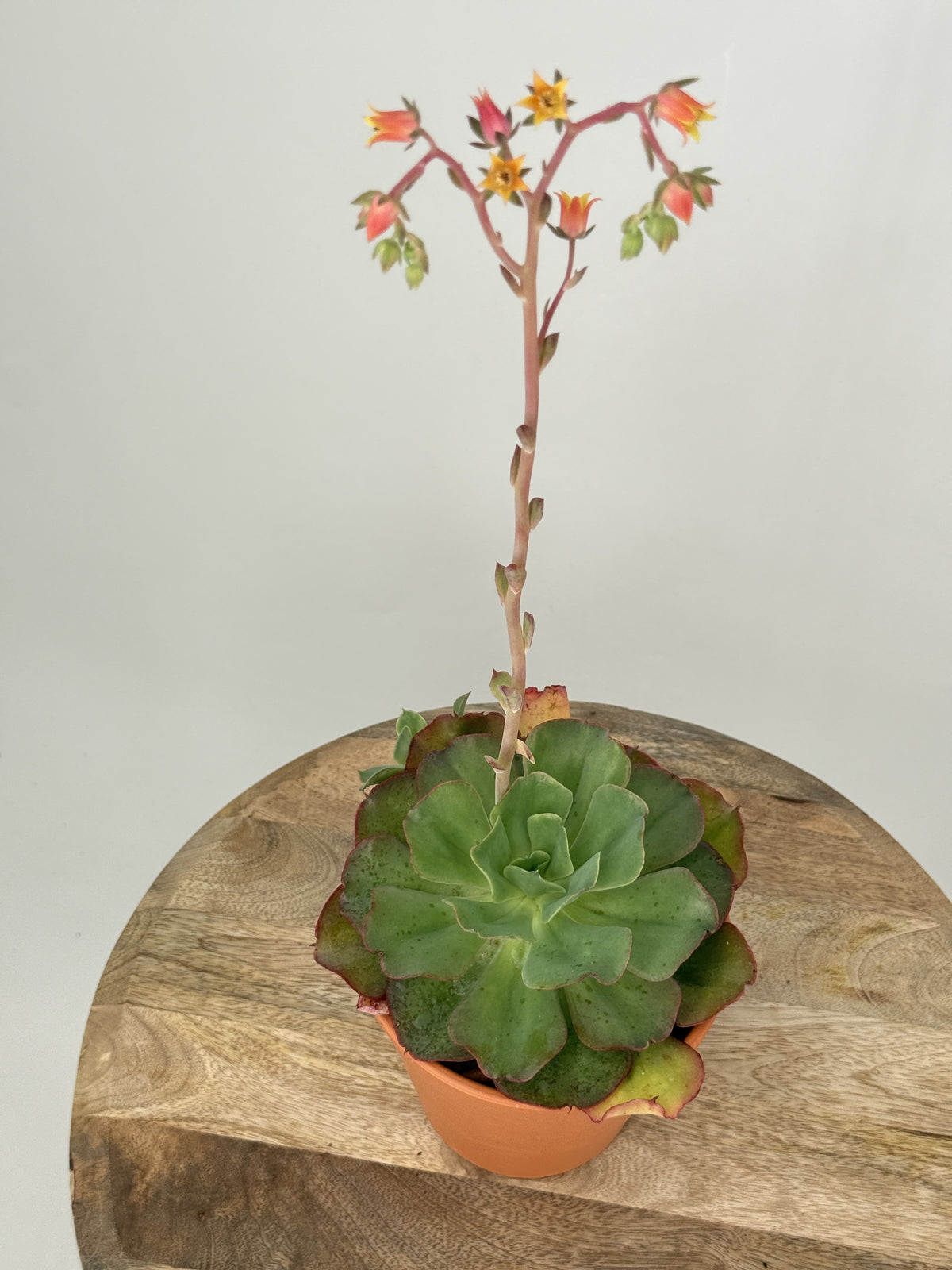ECHEVERIA DOROTHY M13