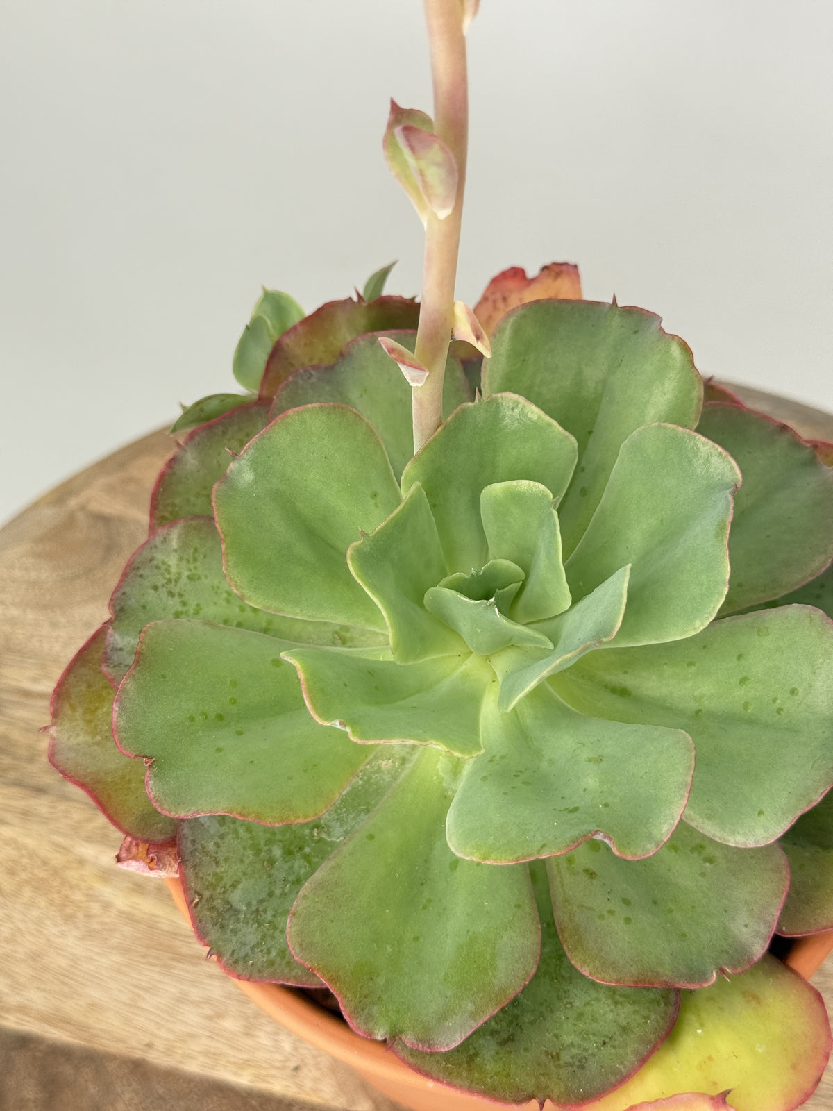 ECHEVERIA DOROTHY M13