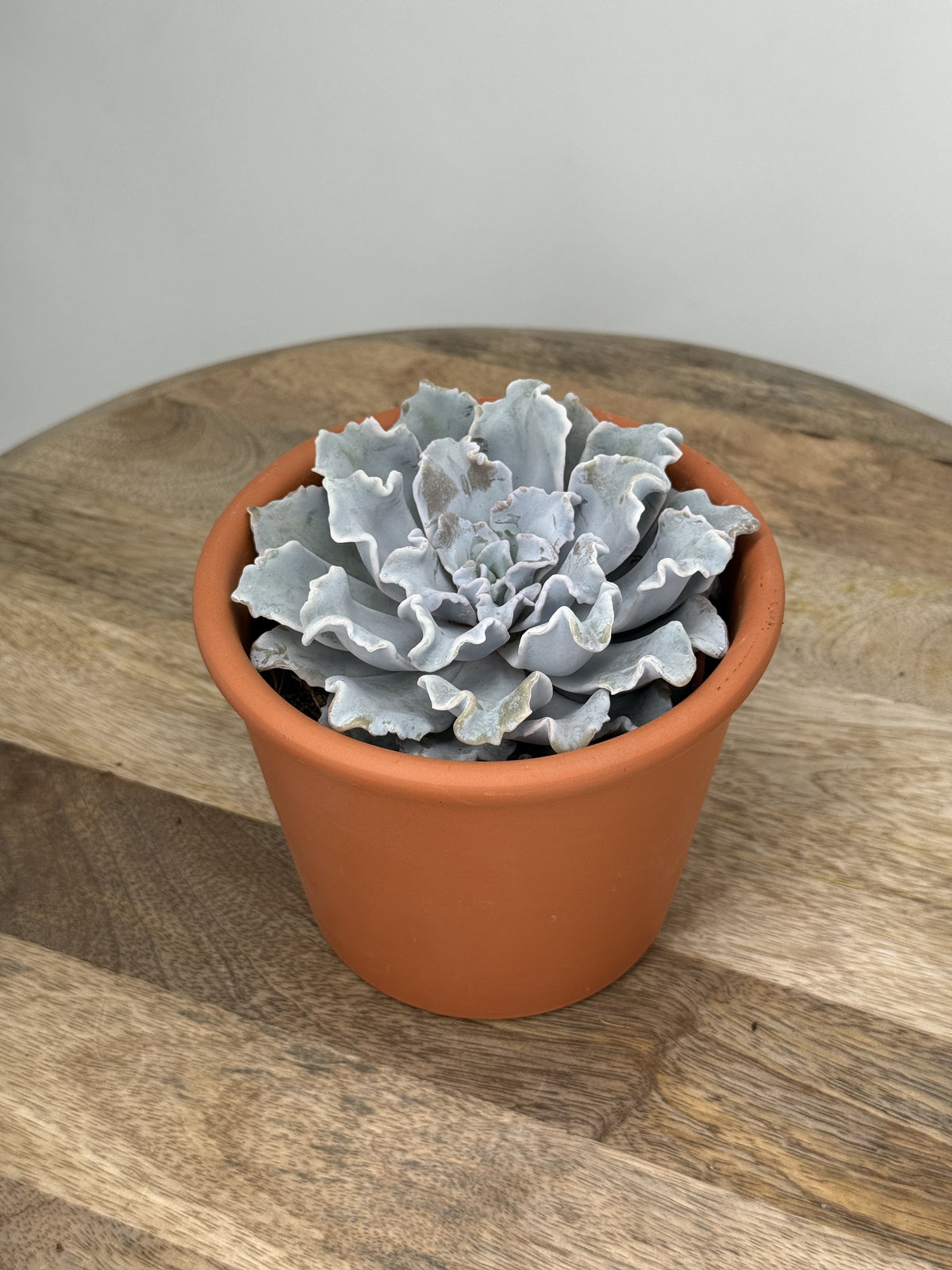 ECHEVERIA CRISPY BEAUTY M10,5