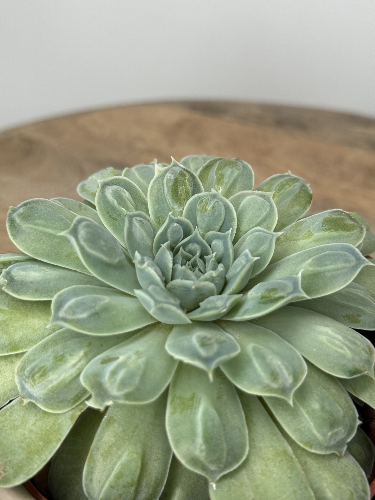 ECHEVERIA HEART SIGNAL M10.5