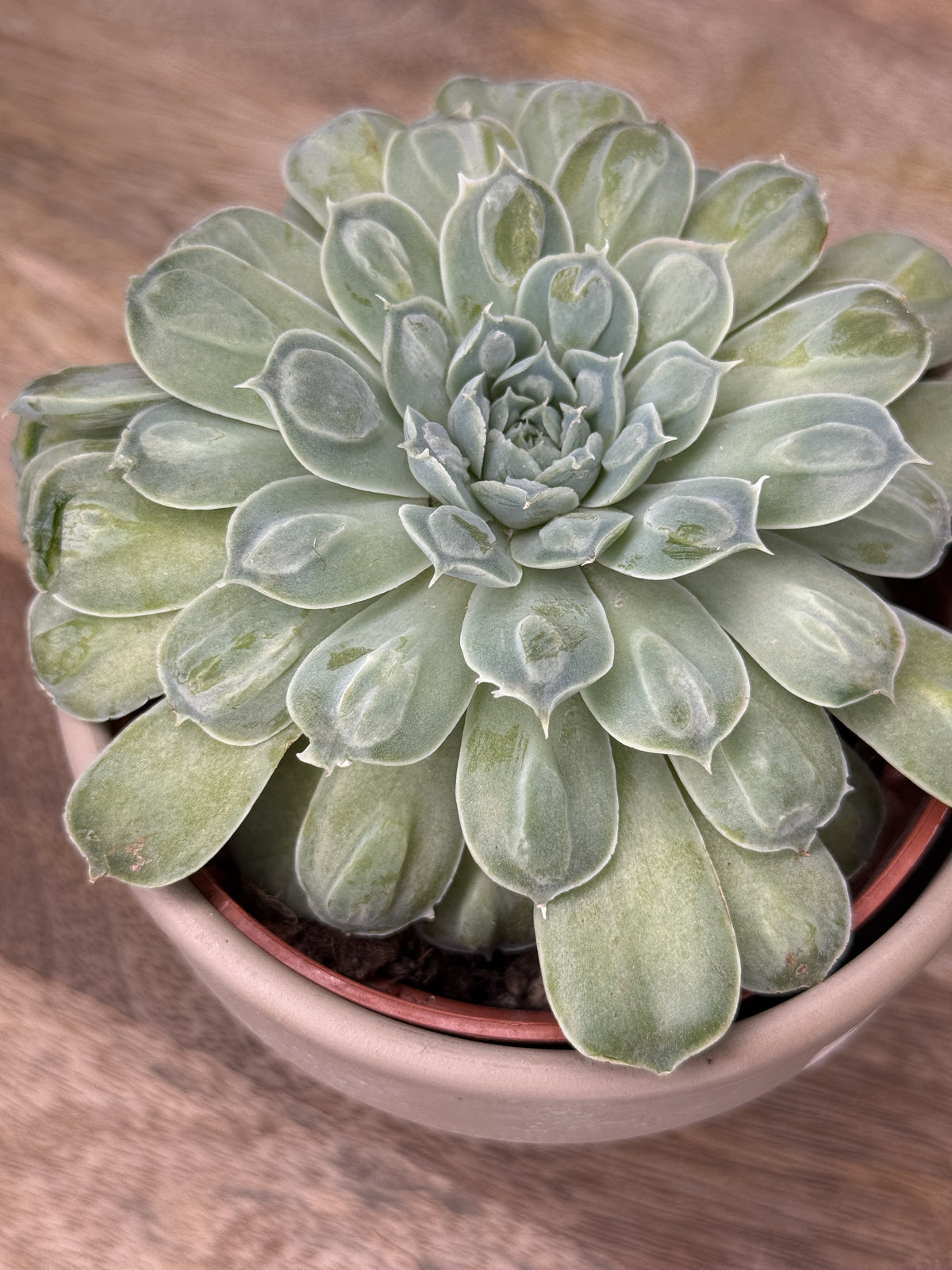 ECHEVERIA HEART SIGNAL M10.5