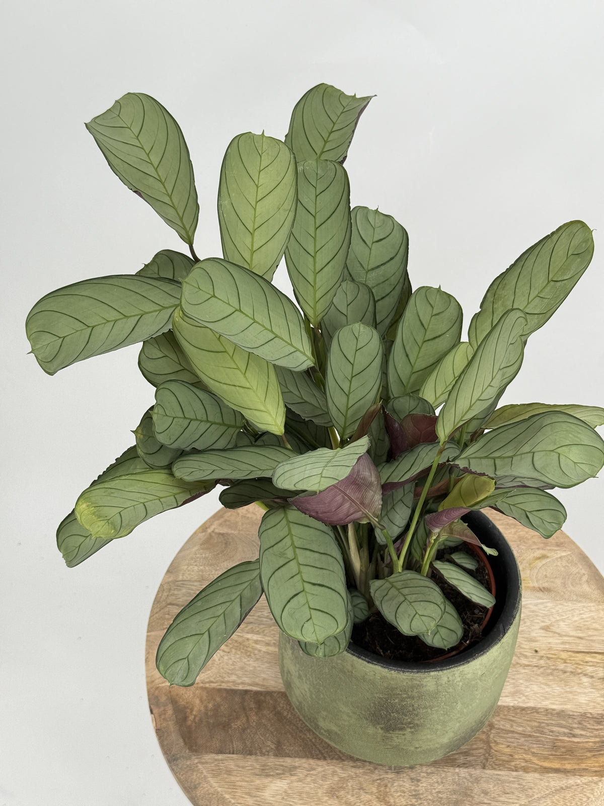 CTENANTHE BURLE-MARXII M14