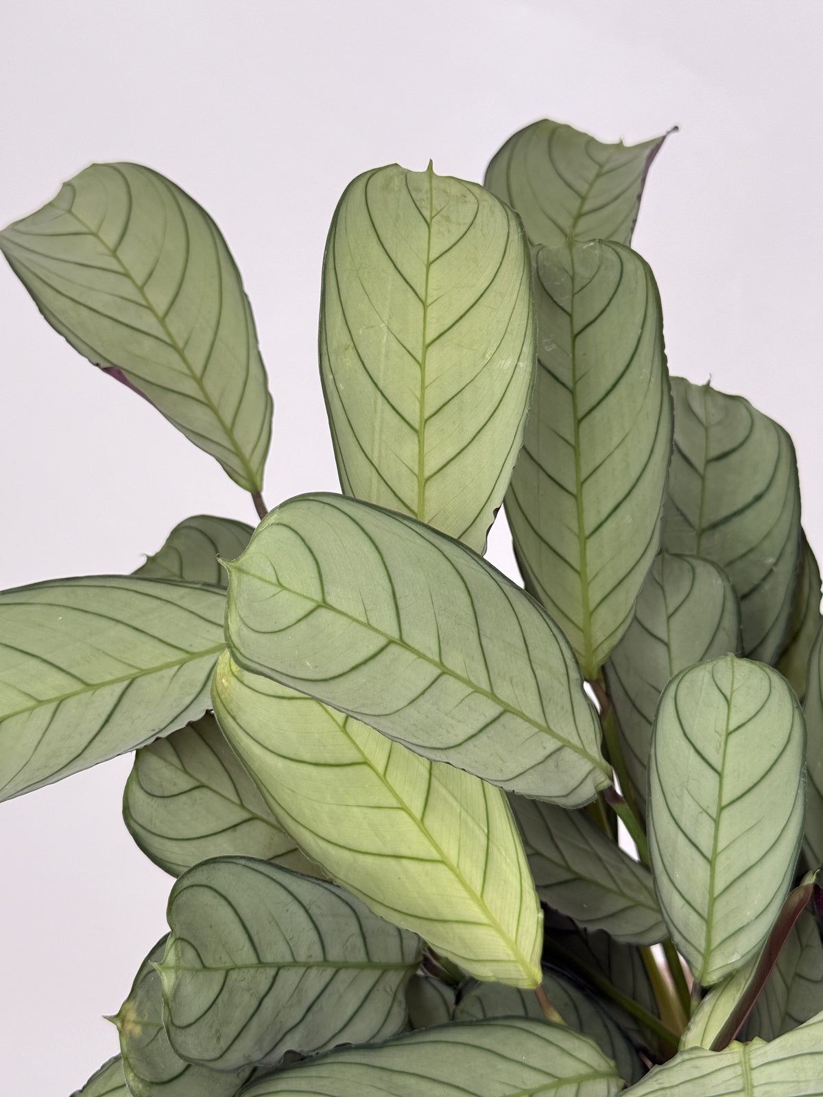 CTENANTHE BURLE-MARXII M14