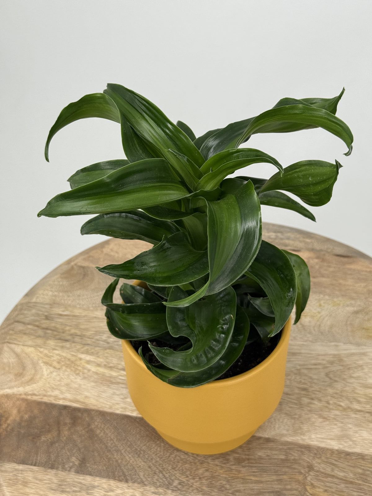 DRACAENA DRAGON MIX M12