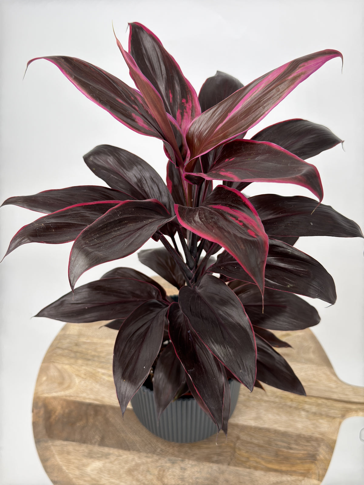 CORDYLINE MEZCLADO M12