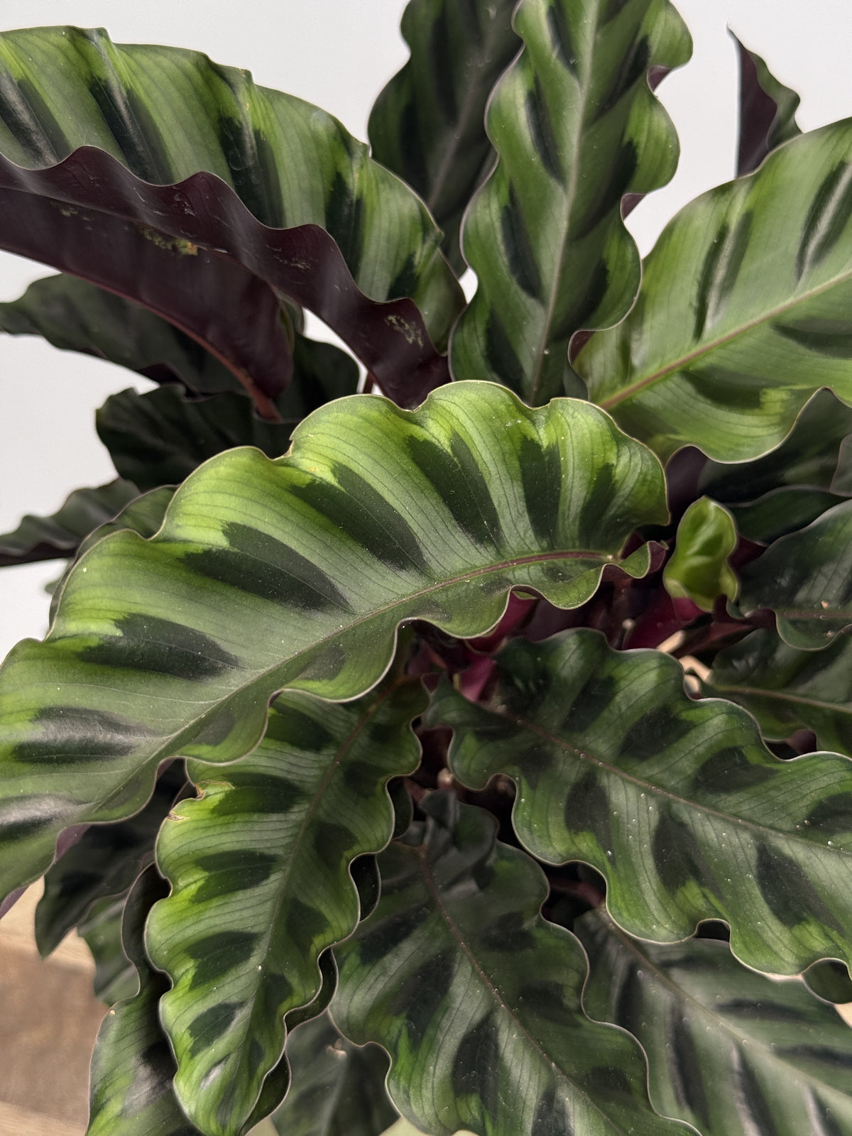 CALATHEA VELVET GLORY M14