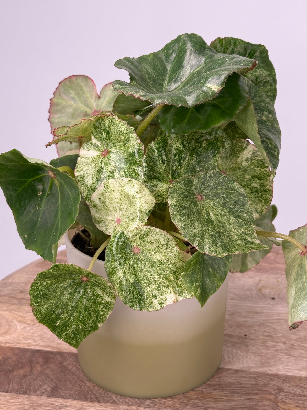 BEGONIA ROUGE VARIEGATA M12