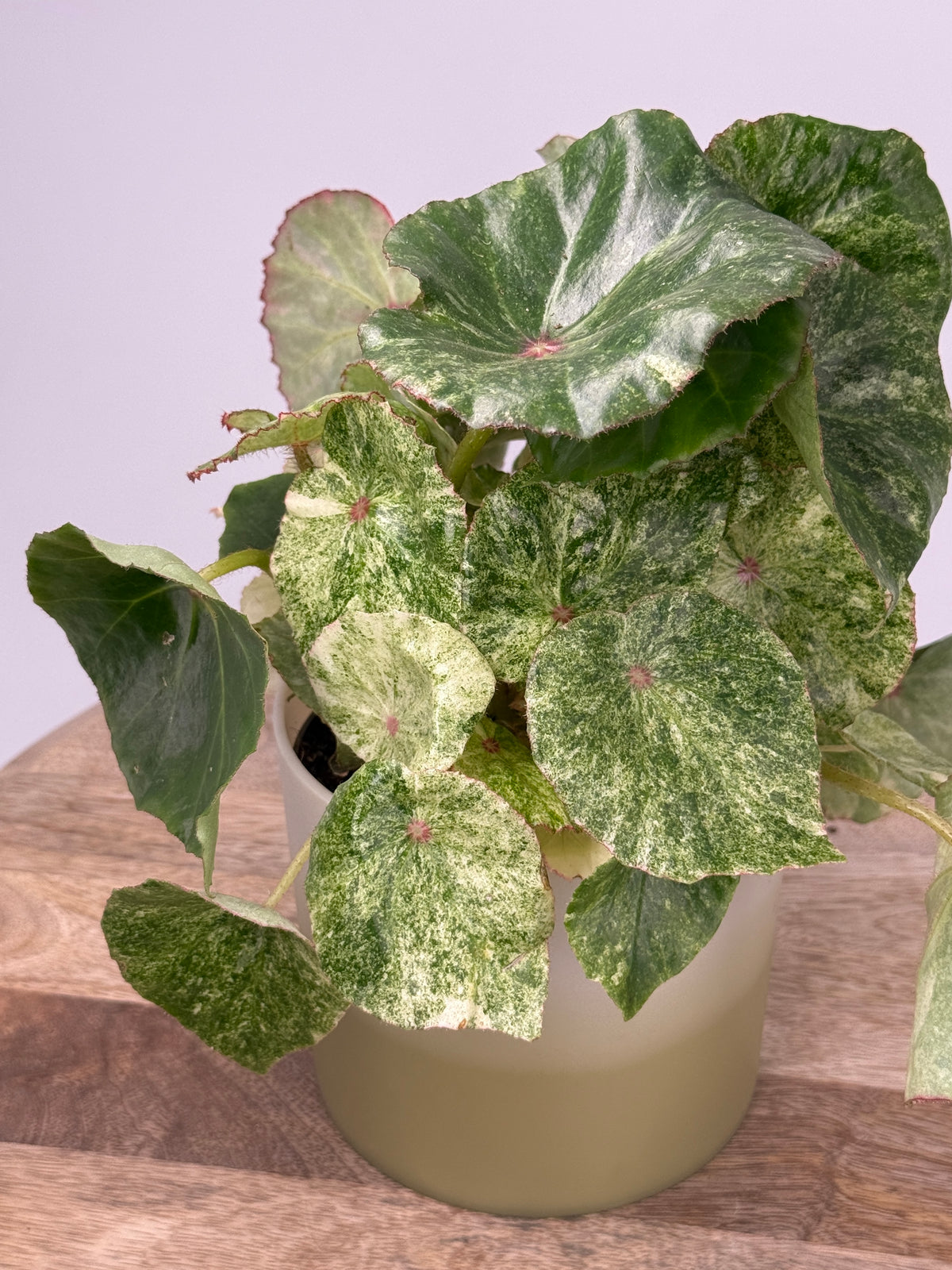 BEGONIA ROUGE VARIEGATA M12