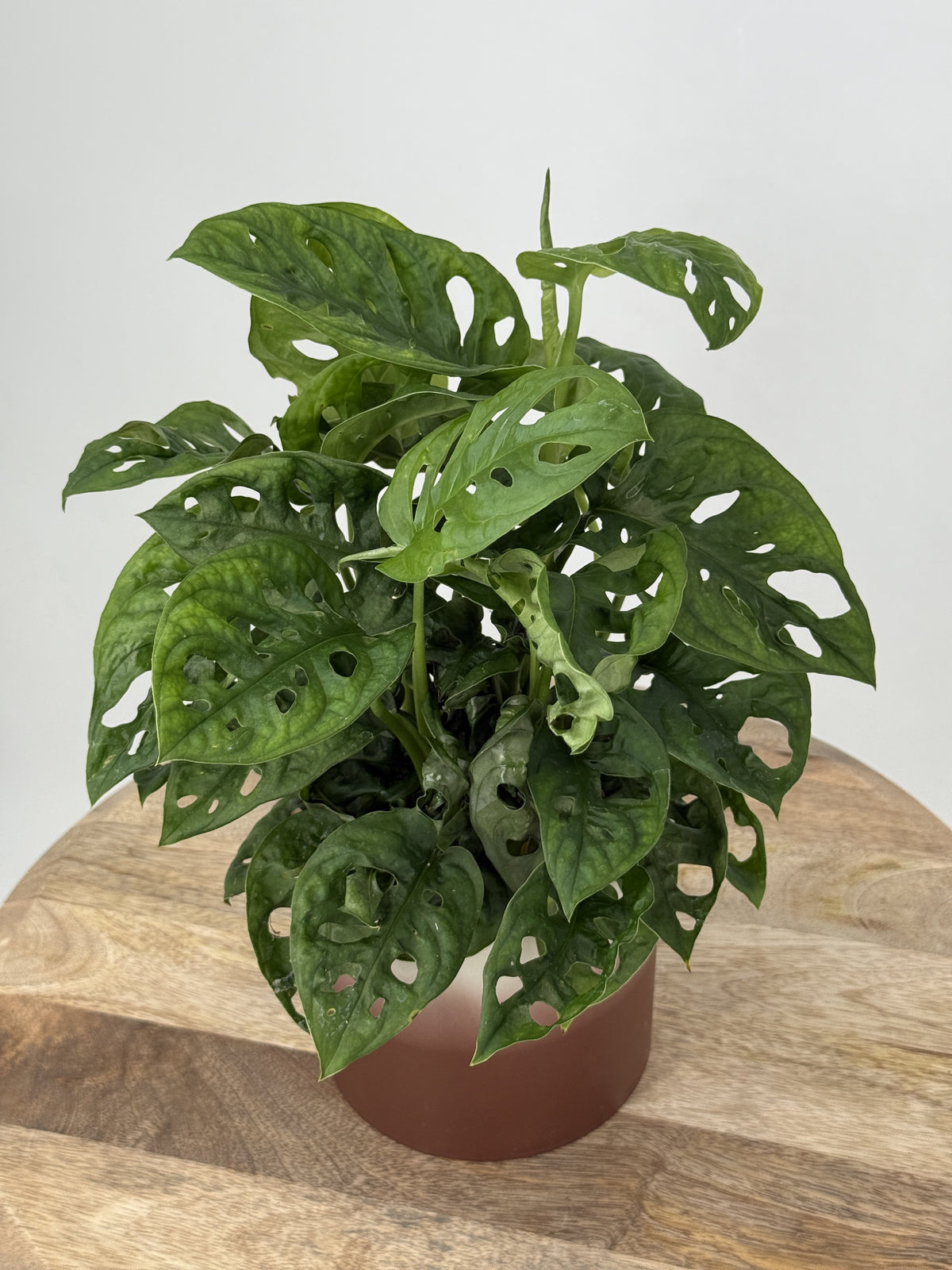 MONSTERA ADANSONII M12