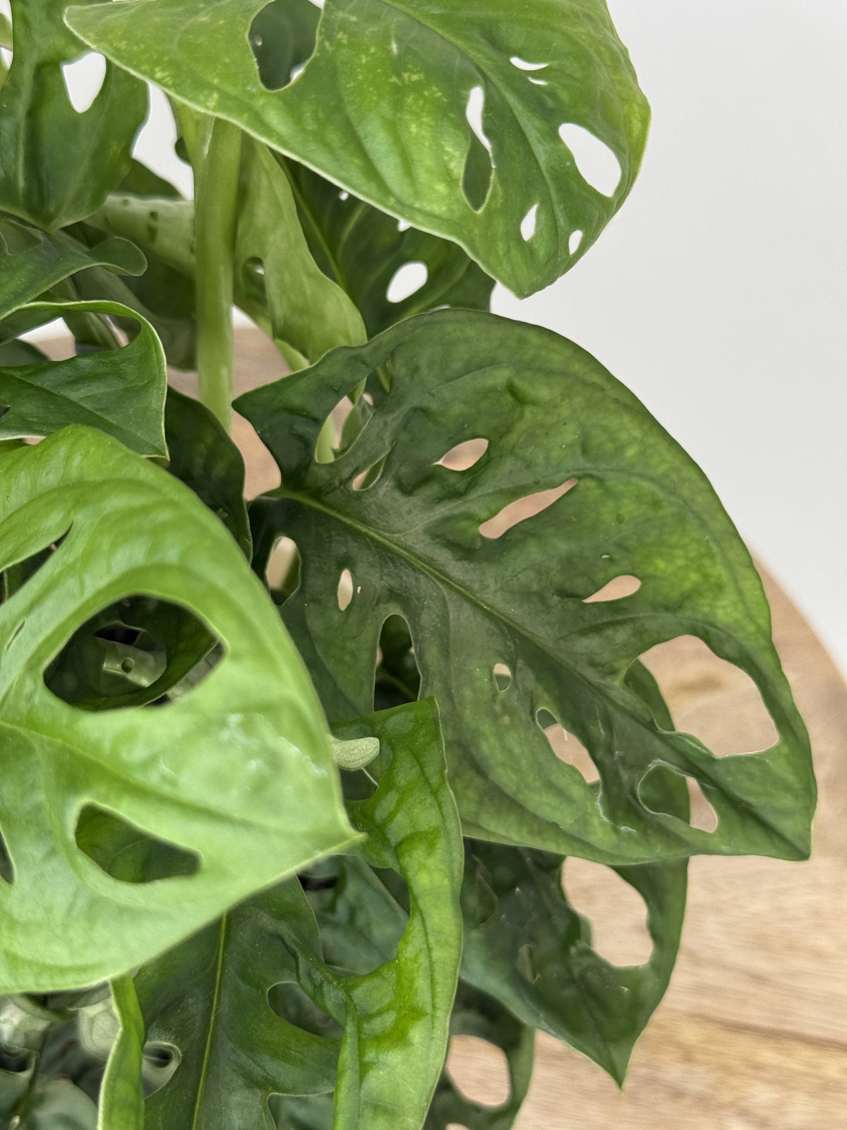 MONSTERA ADANSONII M12