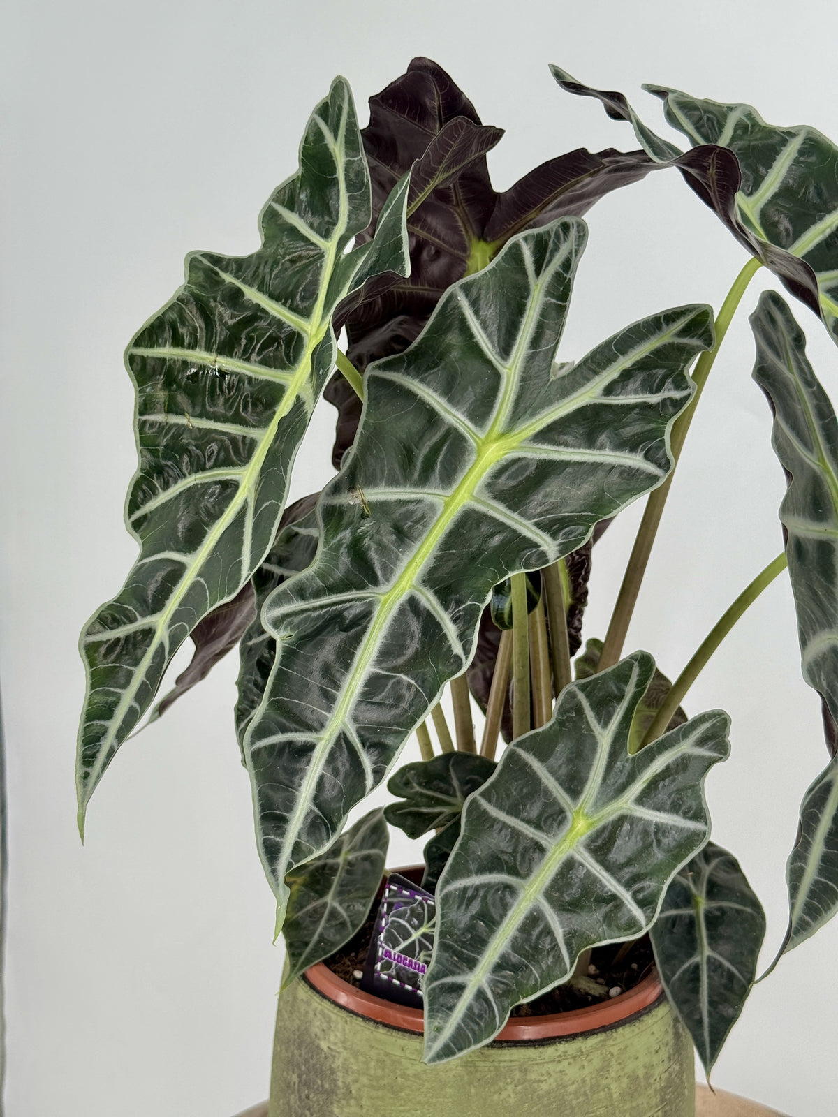 ALOCASIA POLLY M17