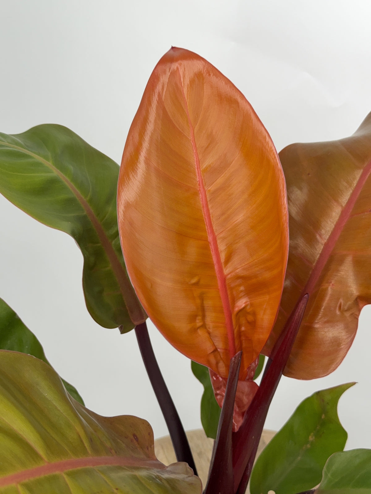 PHiLODENDRON PRINCE OF ORANGE M14