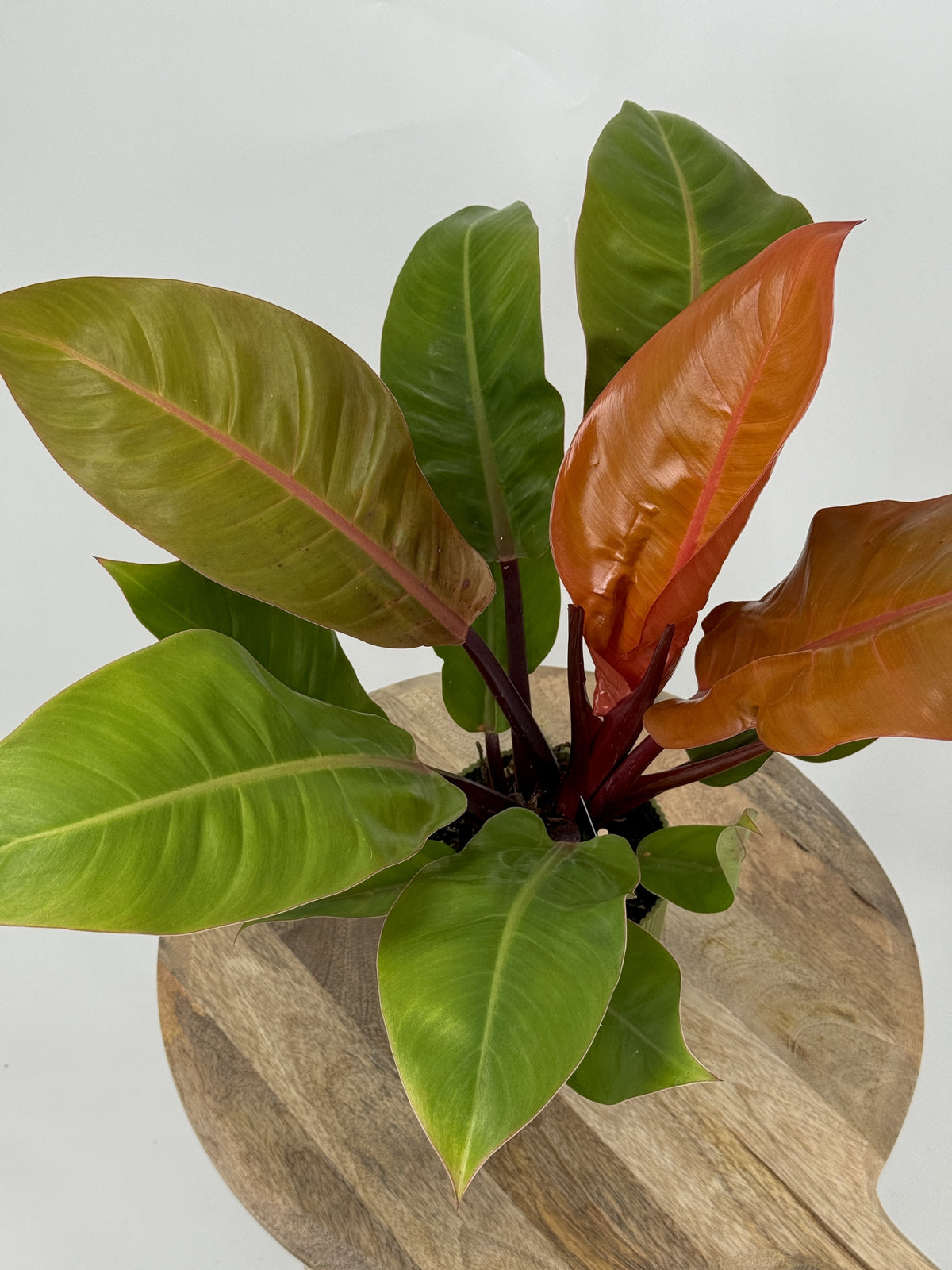PHiLODENDRON PRINCE OF ORANGE M14