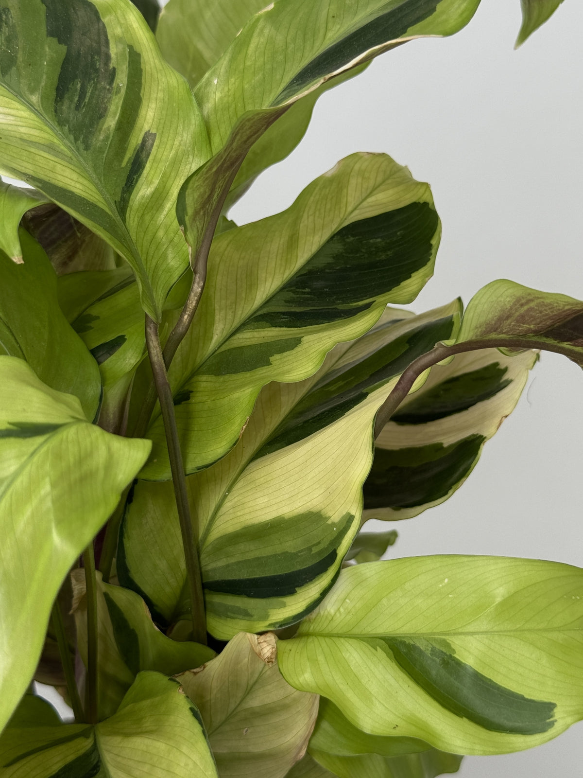 CALATHEA FUSION YELLOW M10.5