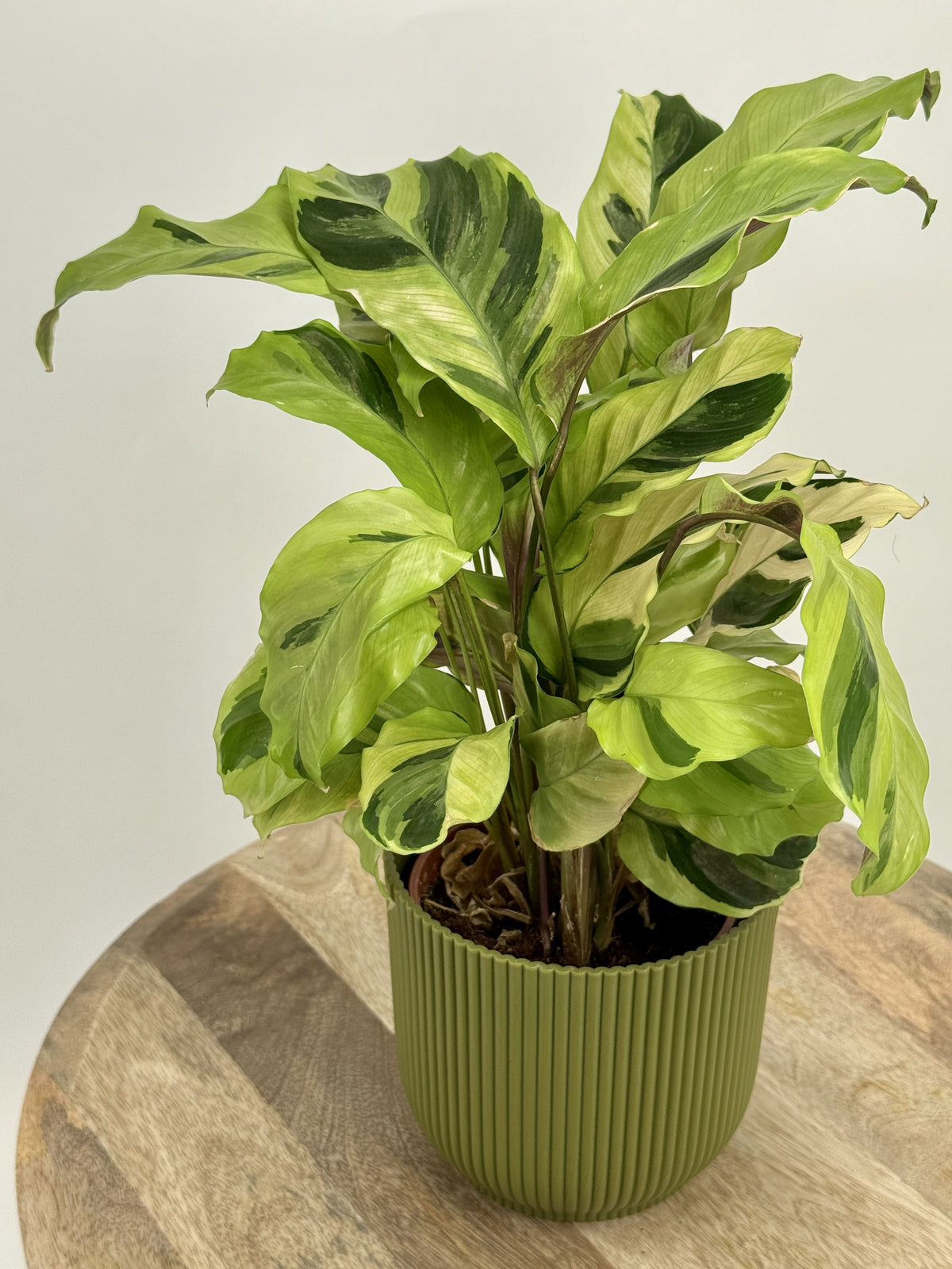 CALATHEA FUSION YELLOW M10.5