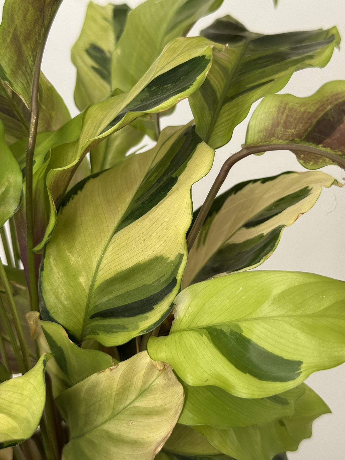 CALATHEA FUSION YELLOW M10.5