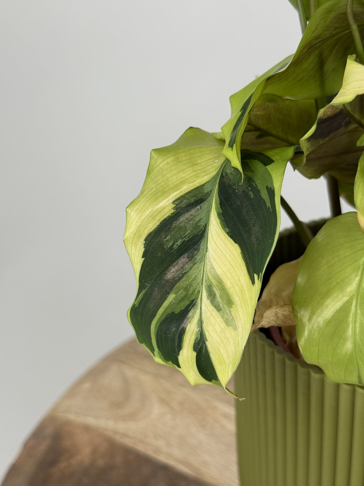 CALATHEA FUSION YELLOW M10.5