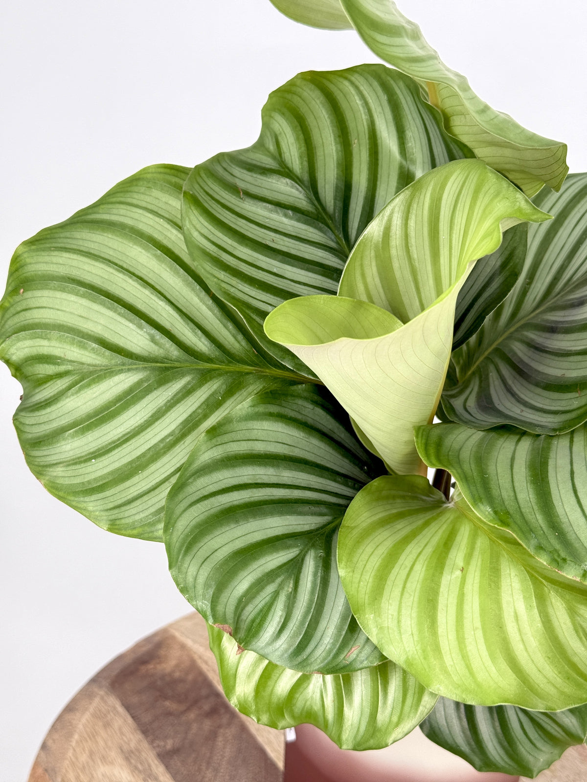 CALATHEA ORBIFOLIA M14