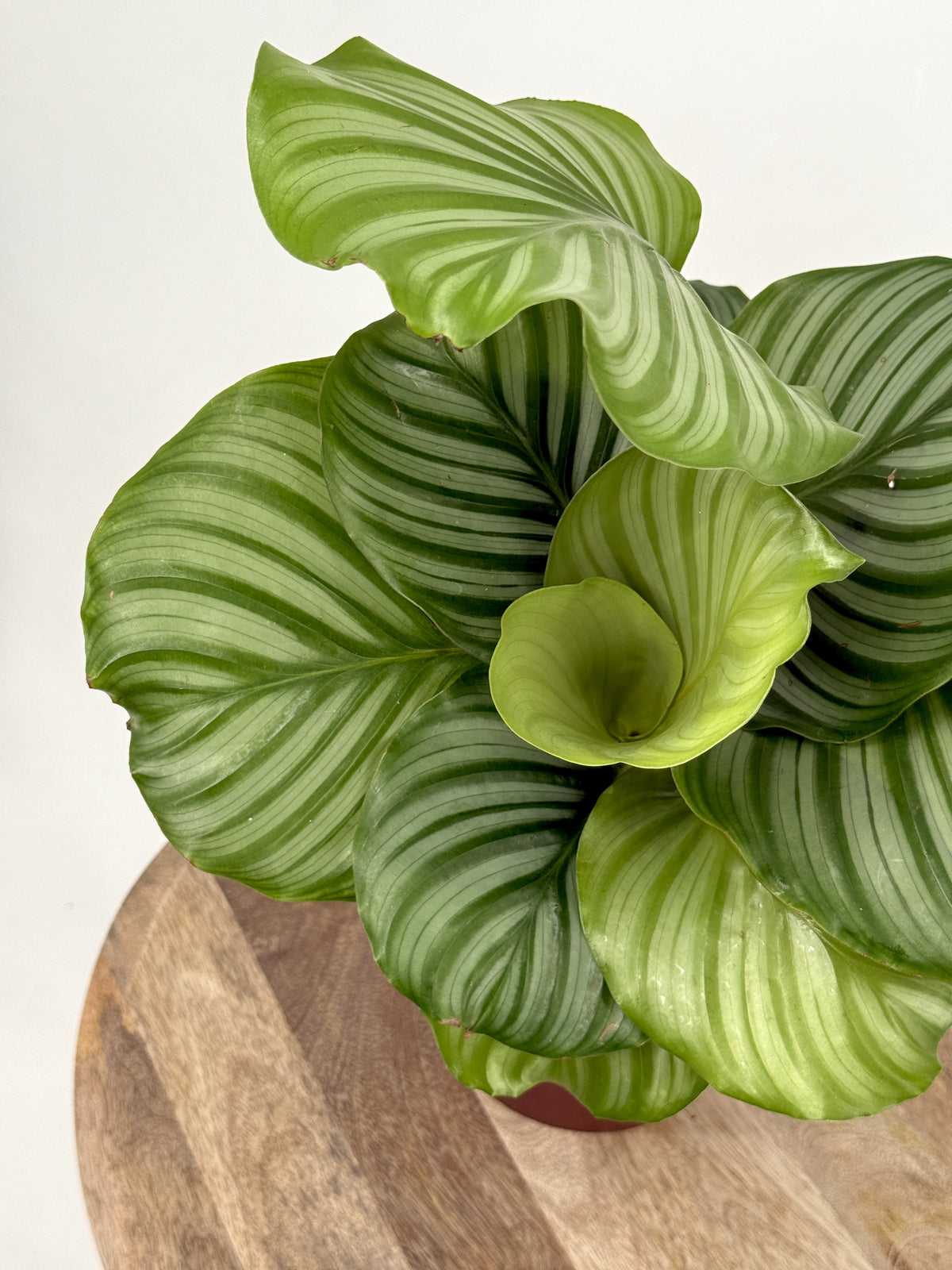 CALATHEA ORBIFOLIA M14