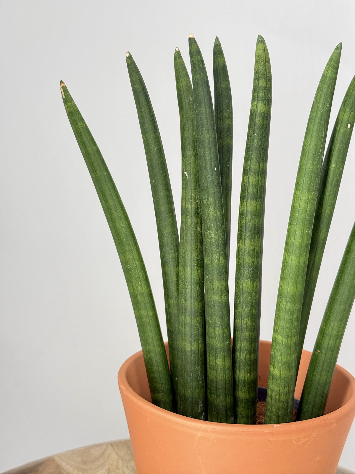 SANSEVIERIA CYLINDRICA MIX M12