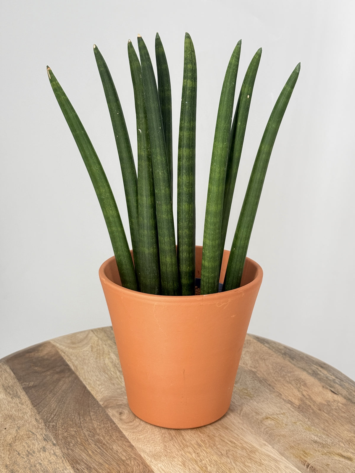 SANSEVIERIA CYLINDRICA MIX M12