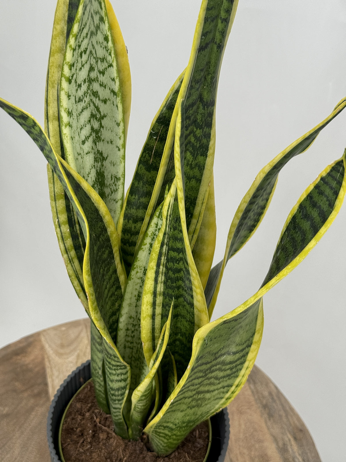 SANSEVIERIA LAURENTII C14