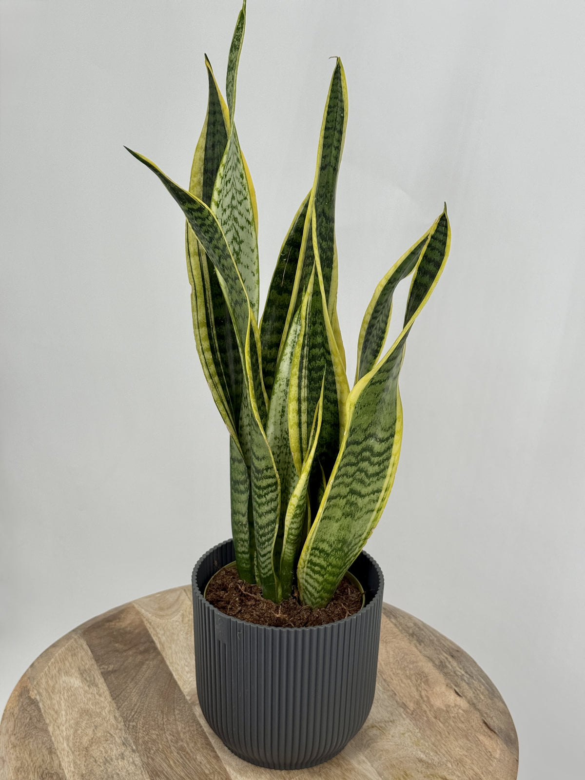 SANSEVIERIA LAURENTII C14
