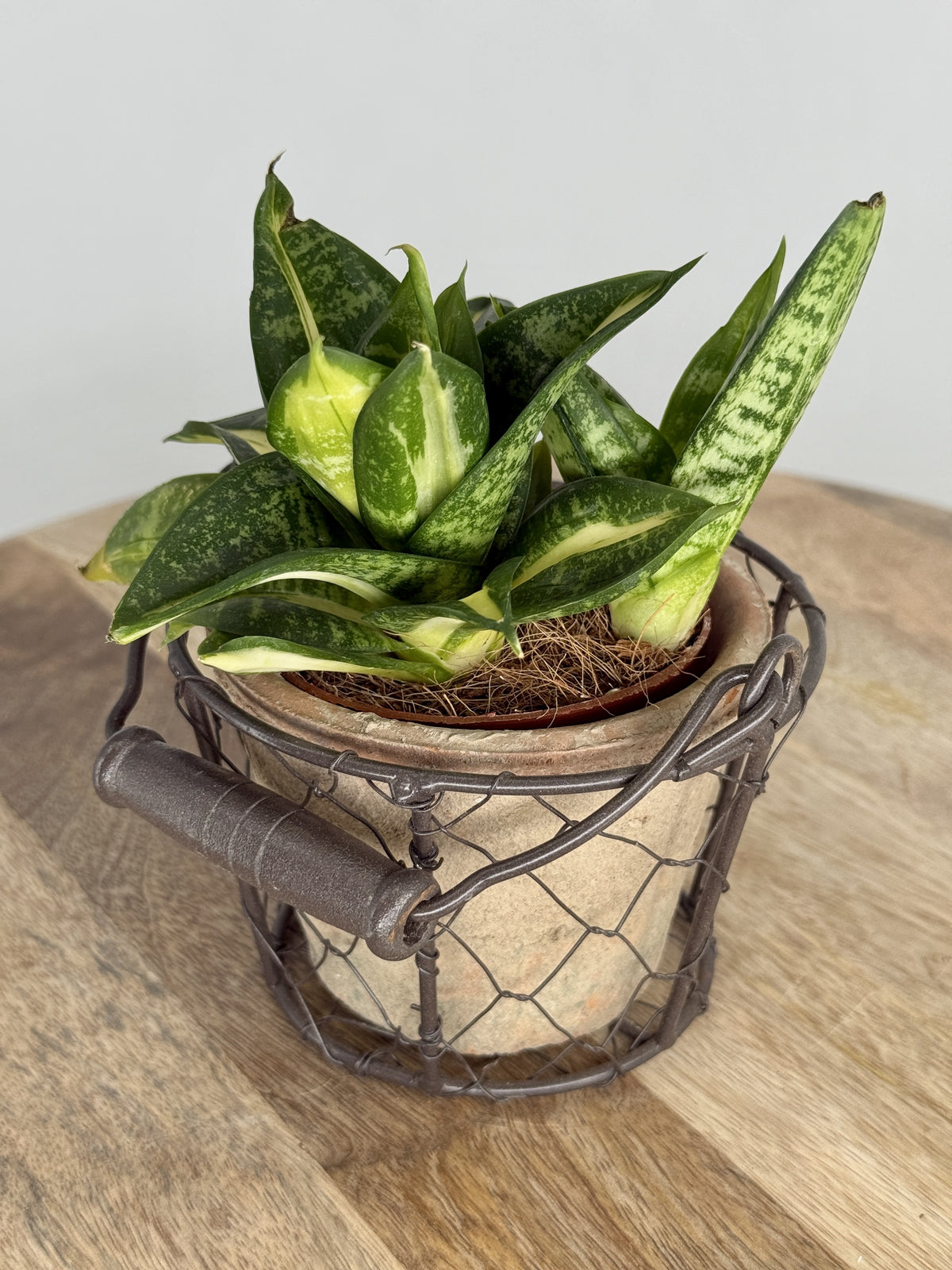 SANSEVIERIA TRIF SPIRAL STAR M9