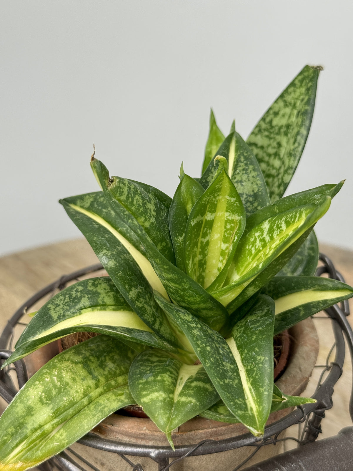SANSEVIERIA TRIF SPIRAL STAR M9