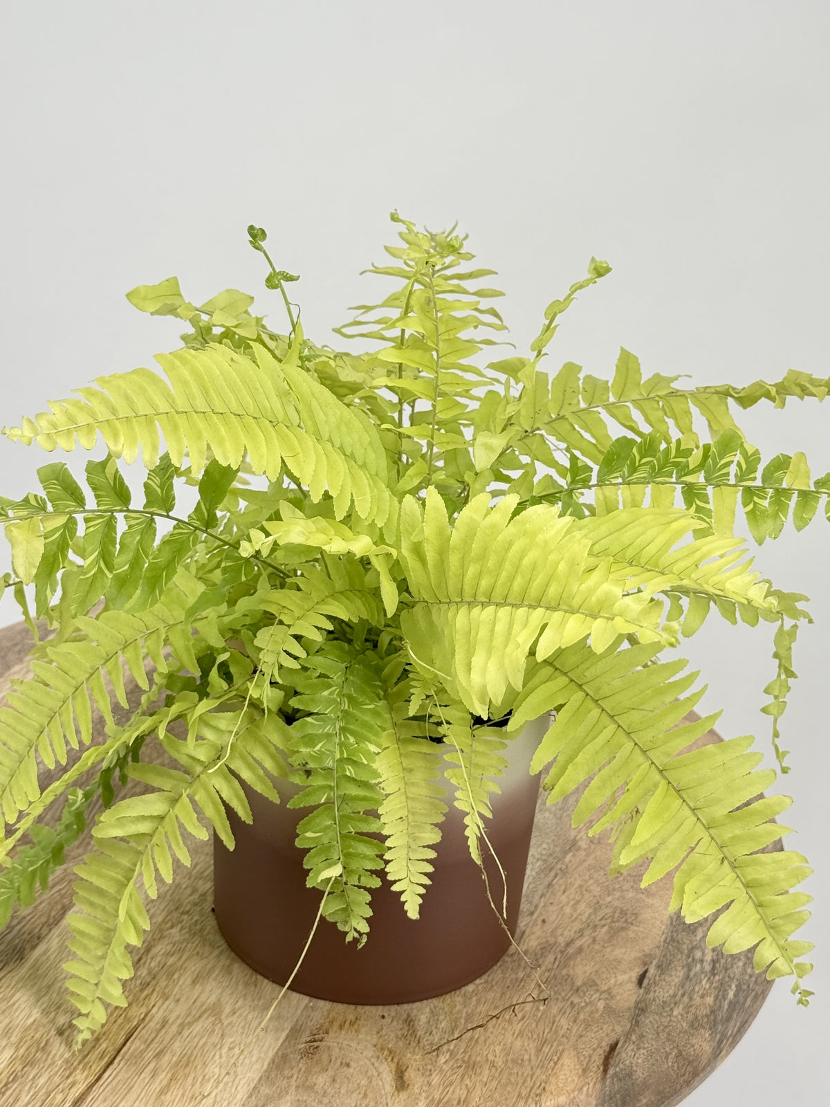 NEPHROLEPIS TIGER M12